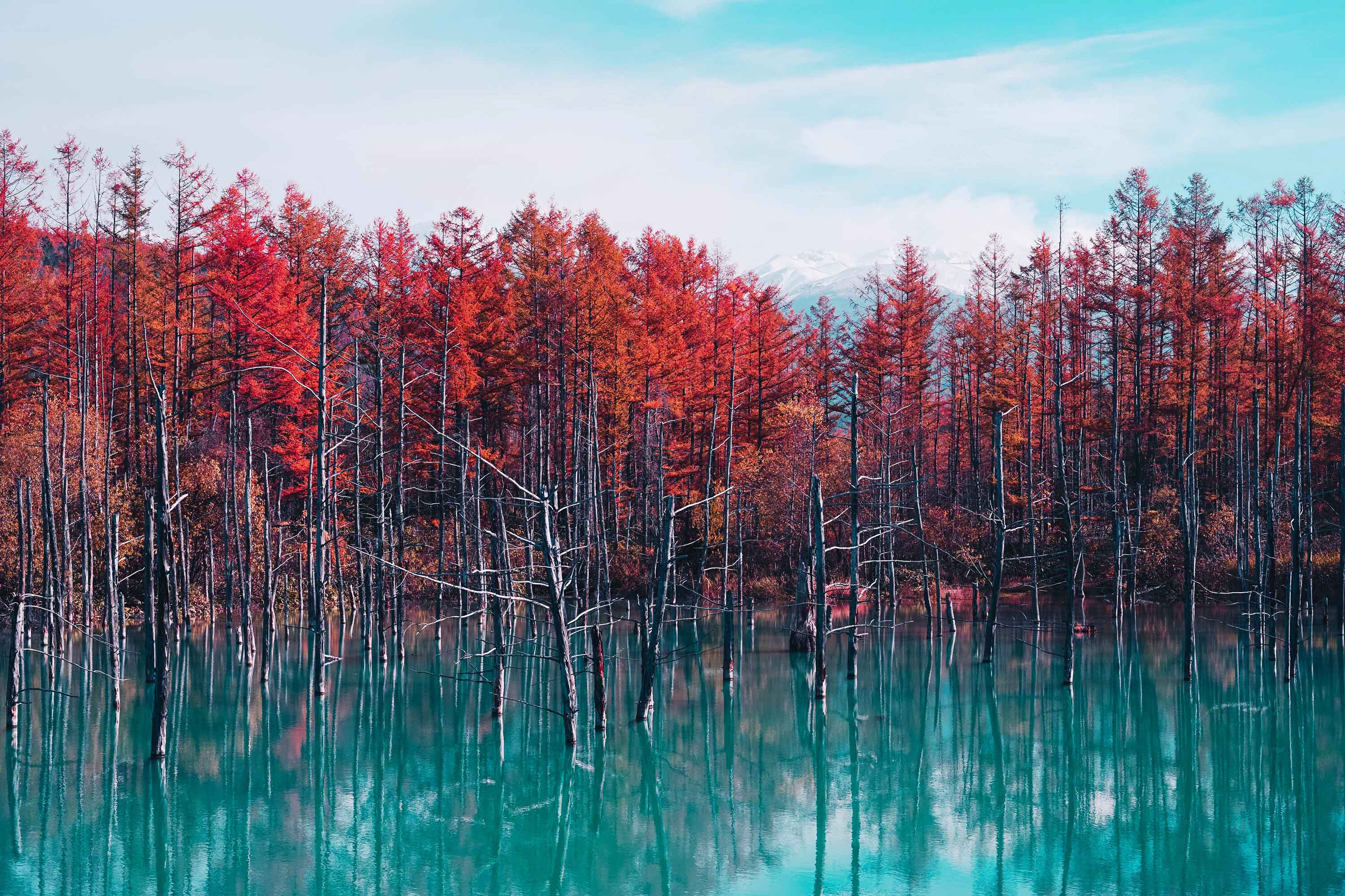 3000x2000 Fall, Tree, Hokkaido, Japan wallpaper and background