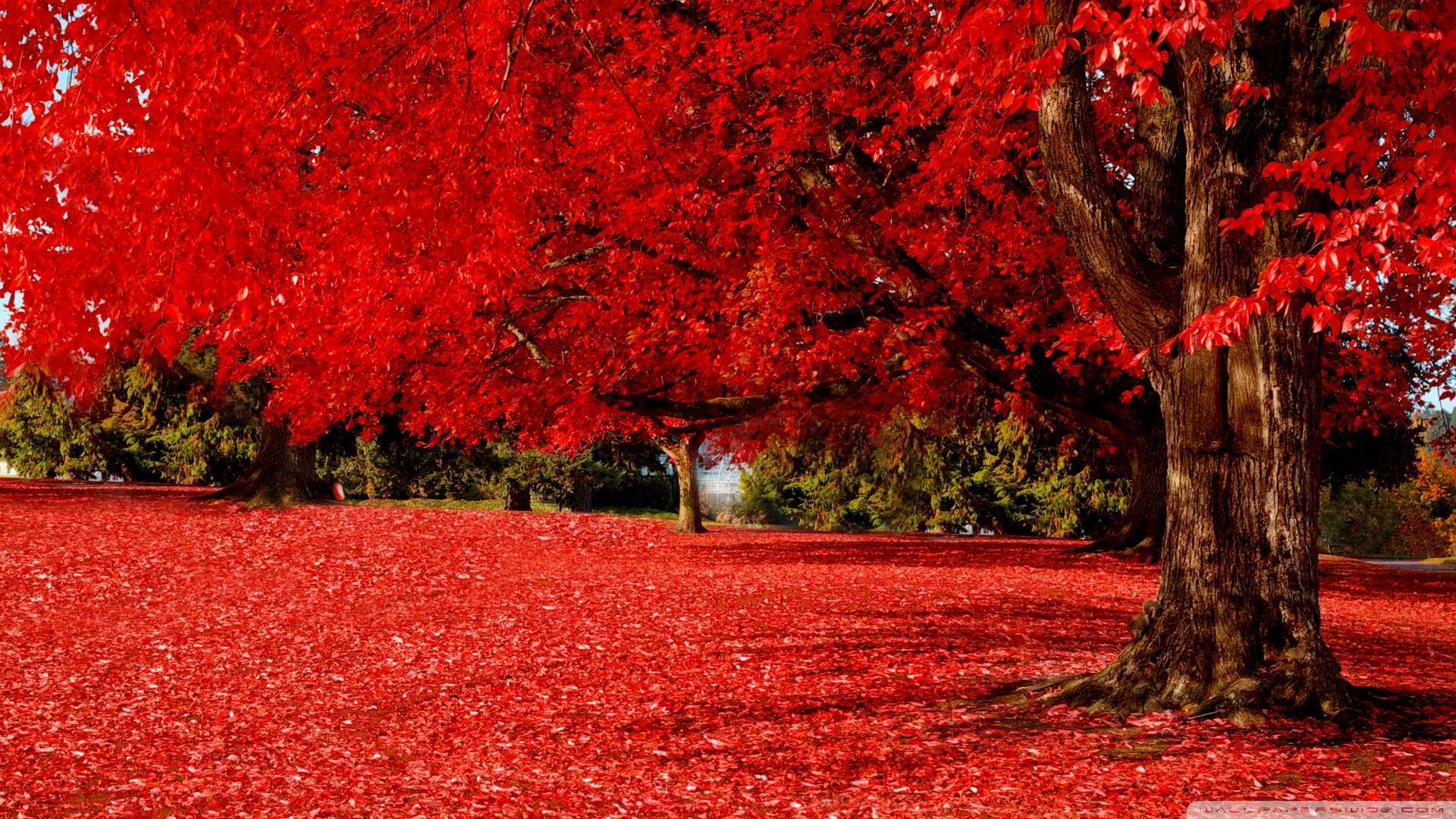 1920x1080 Red Nature Wallpaper