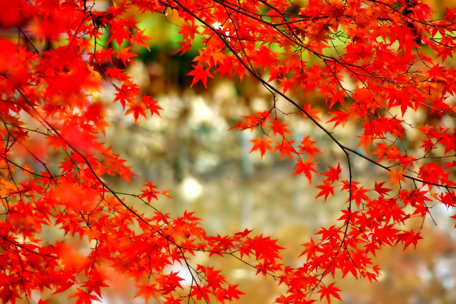 September Autumn Wallpapers - Top Free September Autumn Backgrounds ...