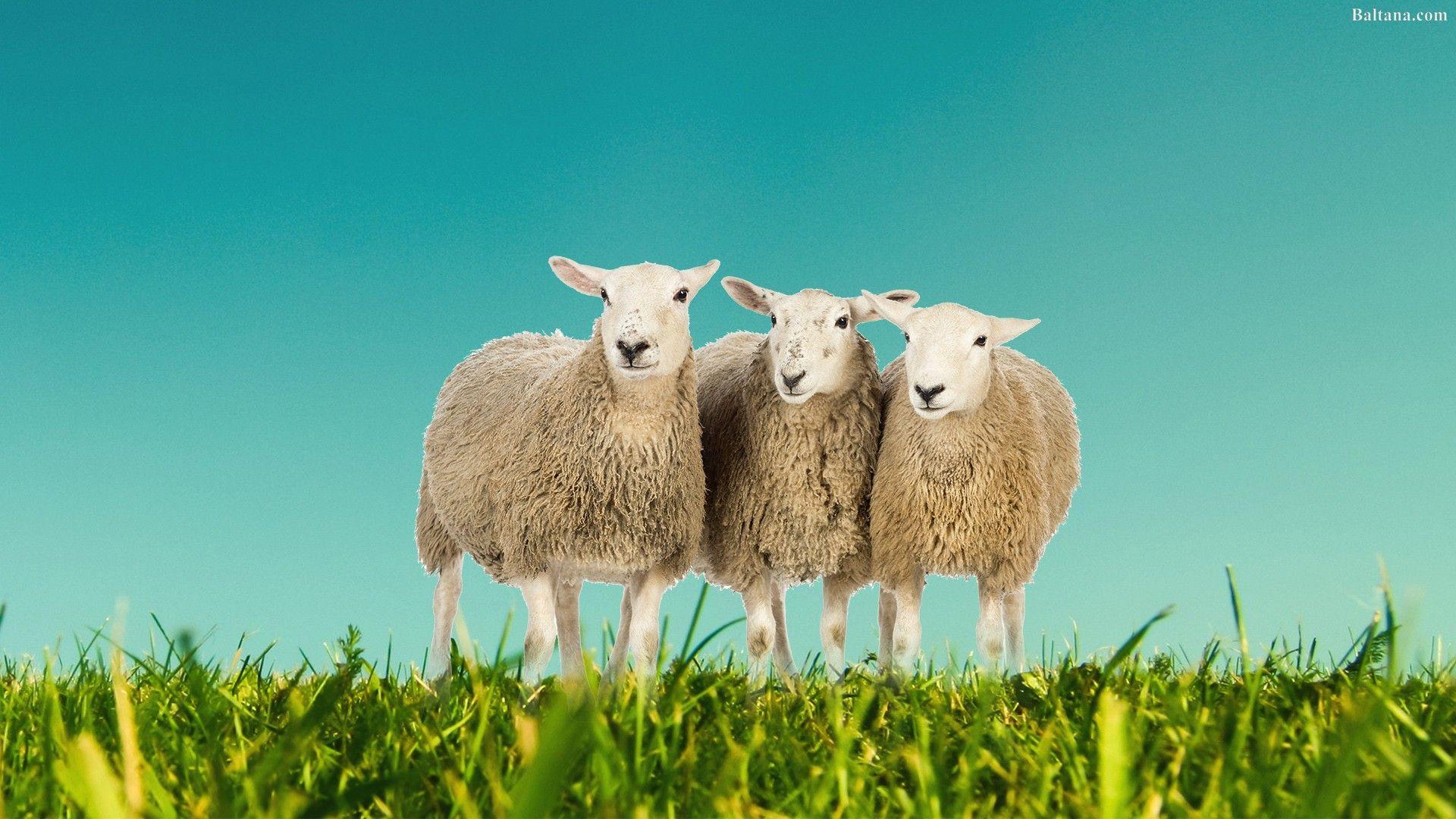 Sheep Computer Wallpapers Top Free Sheep Computer Backgrounds Wallpaperaccess 