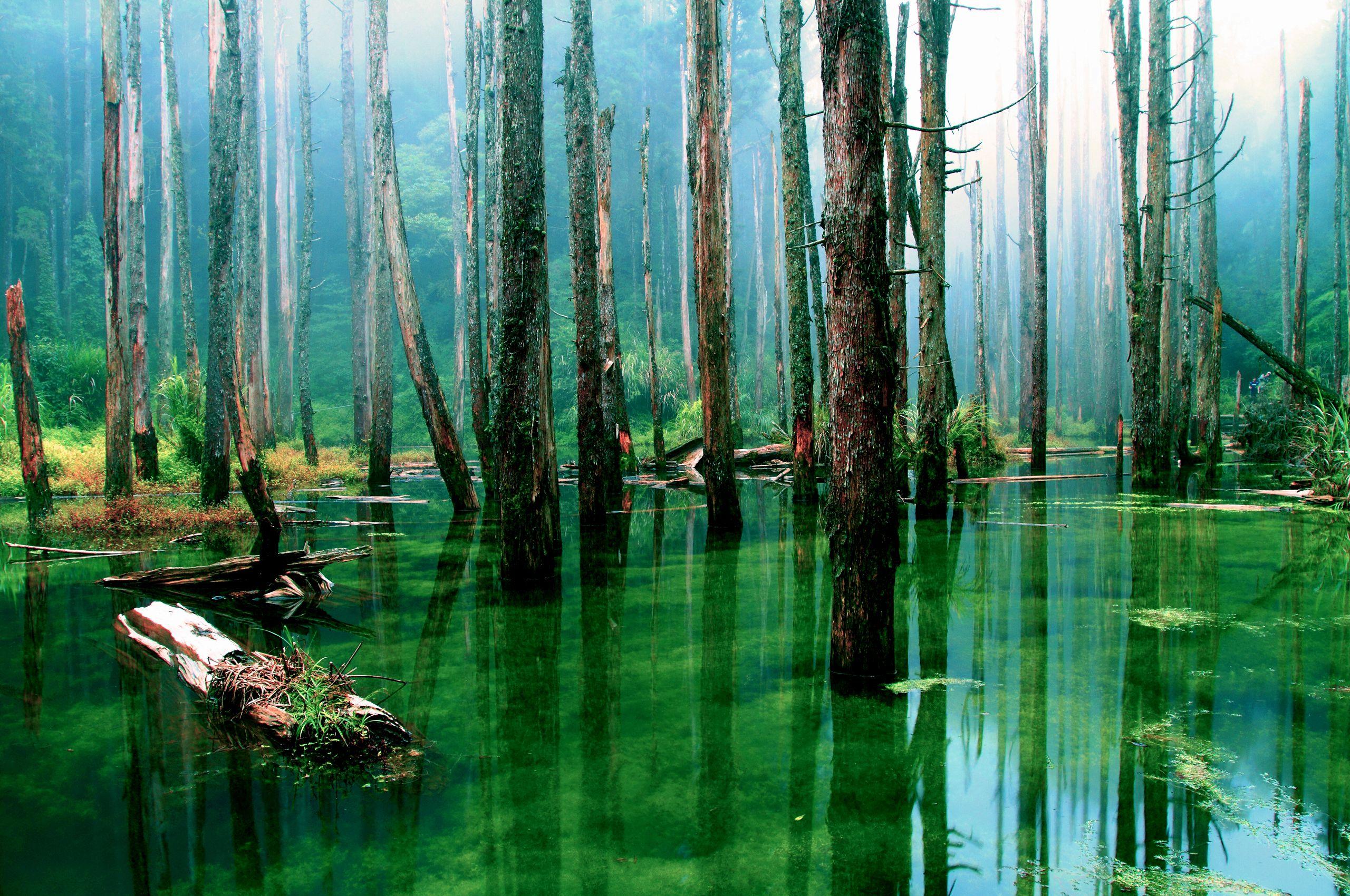 2560x1700 Fantastic HD Swamp Wallpaper