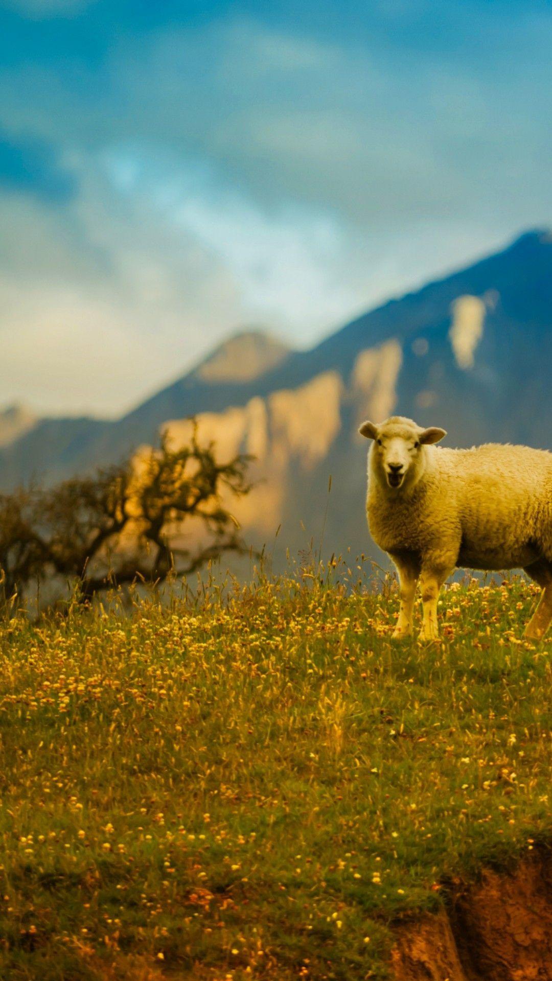1080x1920 Miễn phí Thiên nhiên Sheep Grass Mountain Grass New Zealand Cảnh quan máy tính để bàn