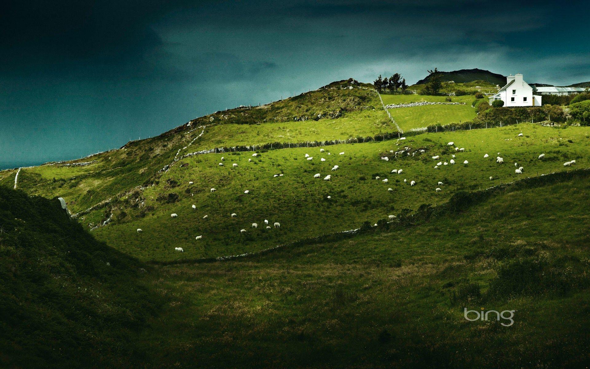 1920x1200 Free download Sheeps Head Ireland Computer Wallpaper