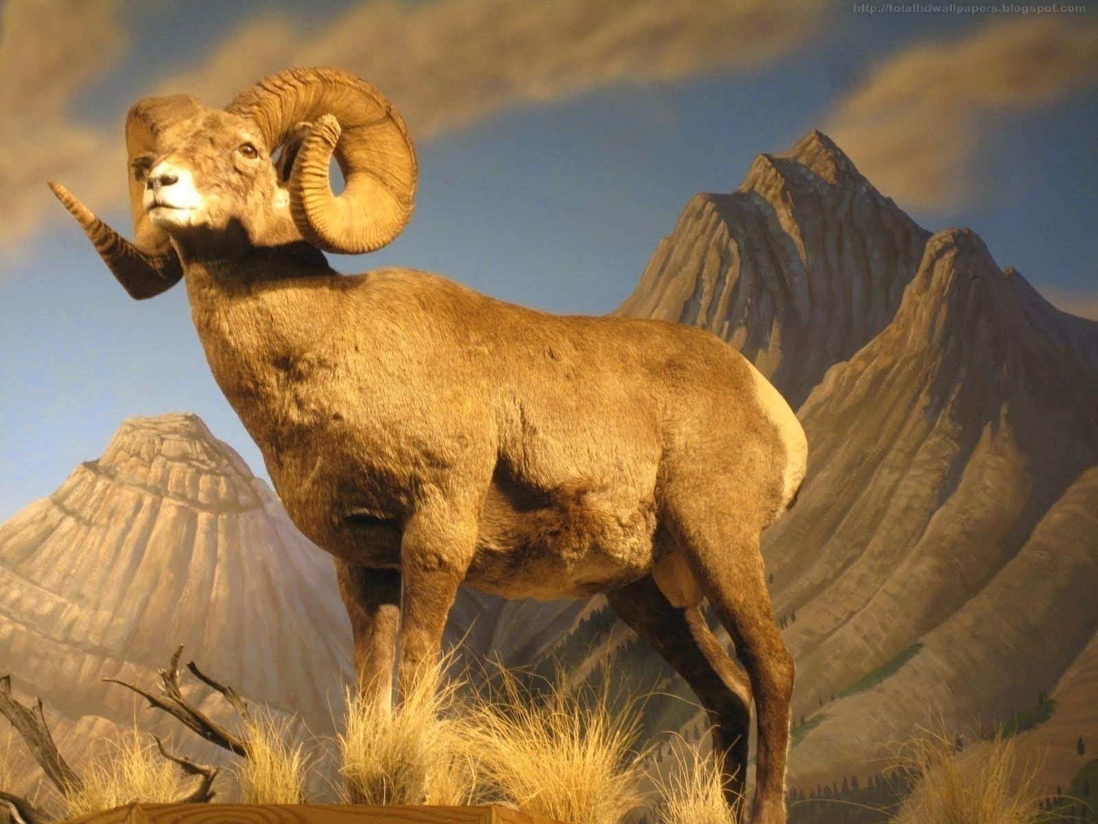 1600x1200 Bighorn Sheep Wallpaper 1 X 1200