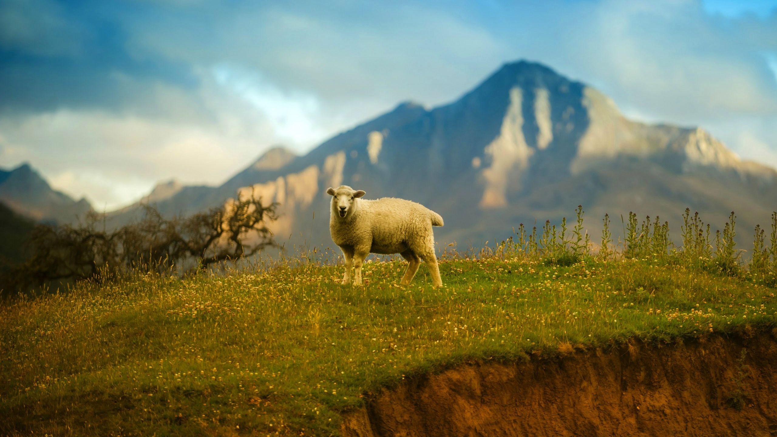 Sheep Computer Wallpapers - Top Free Sheep Computer Backgrounds
