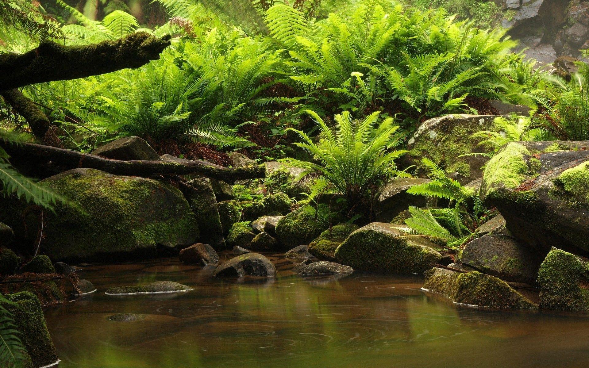 1920x1200 Swamp Wallpaper for Desktop