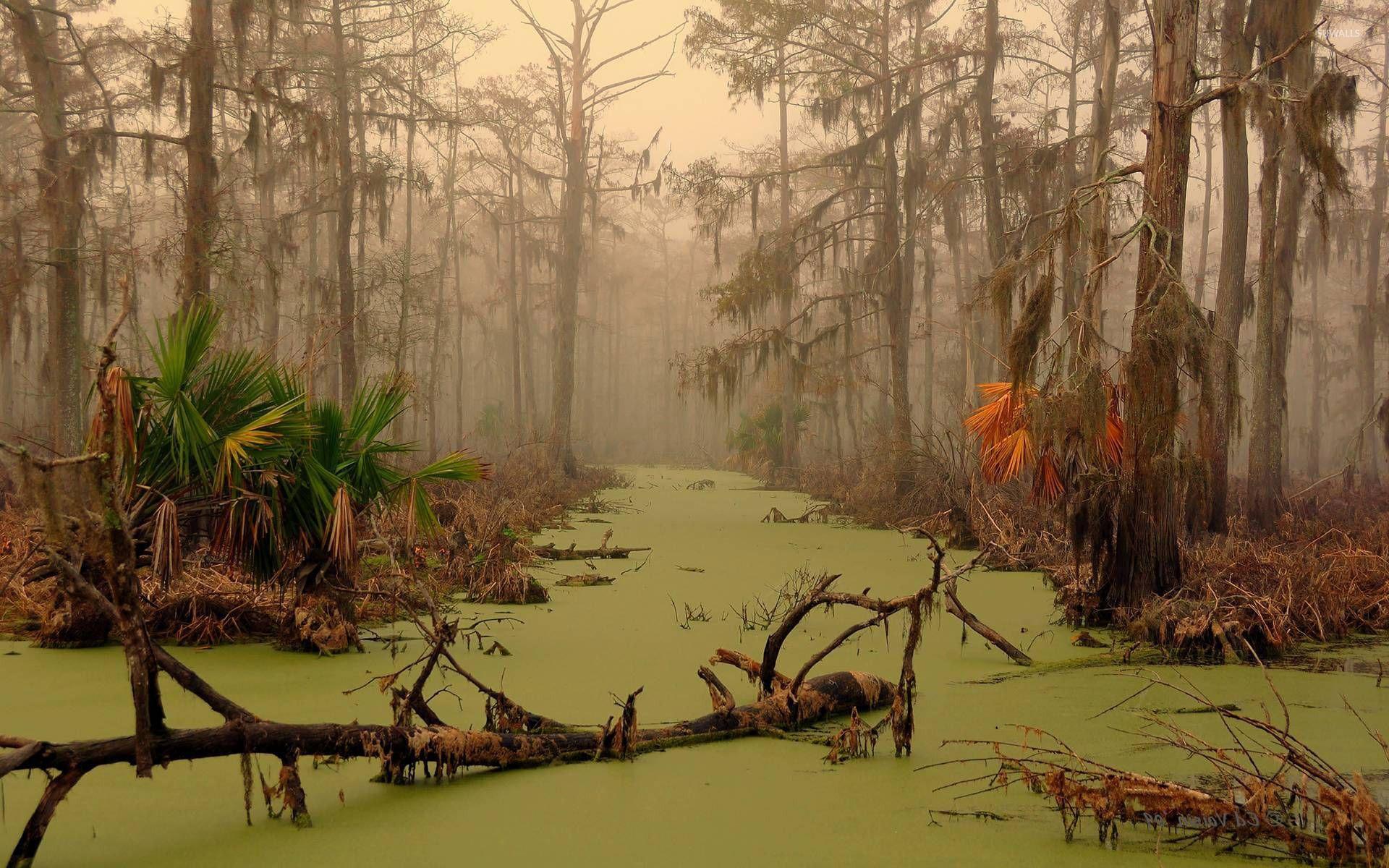 1920x1200 Louisiana swamp wallpaper wallpaper