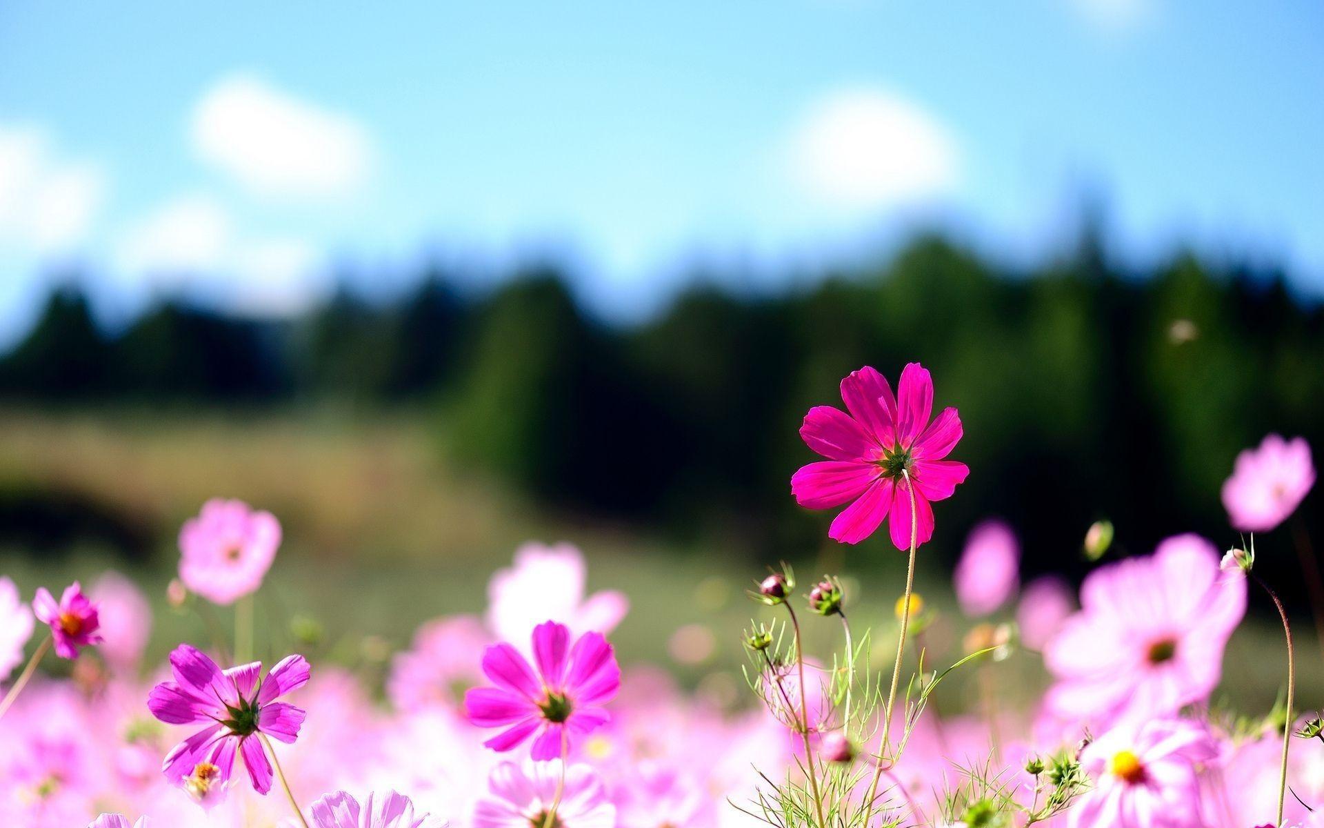 hd flower desktop wallpapers