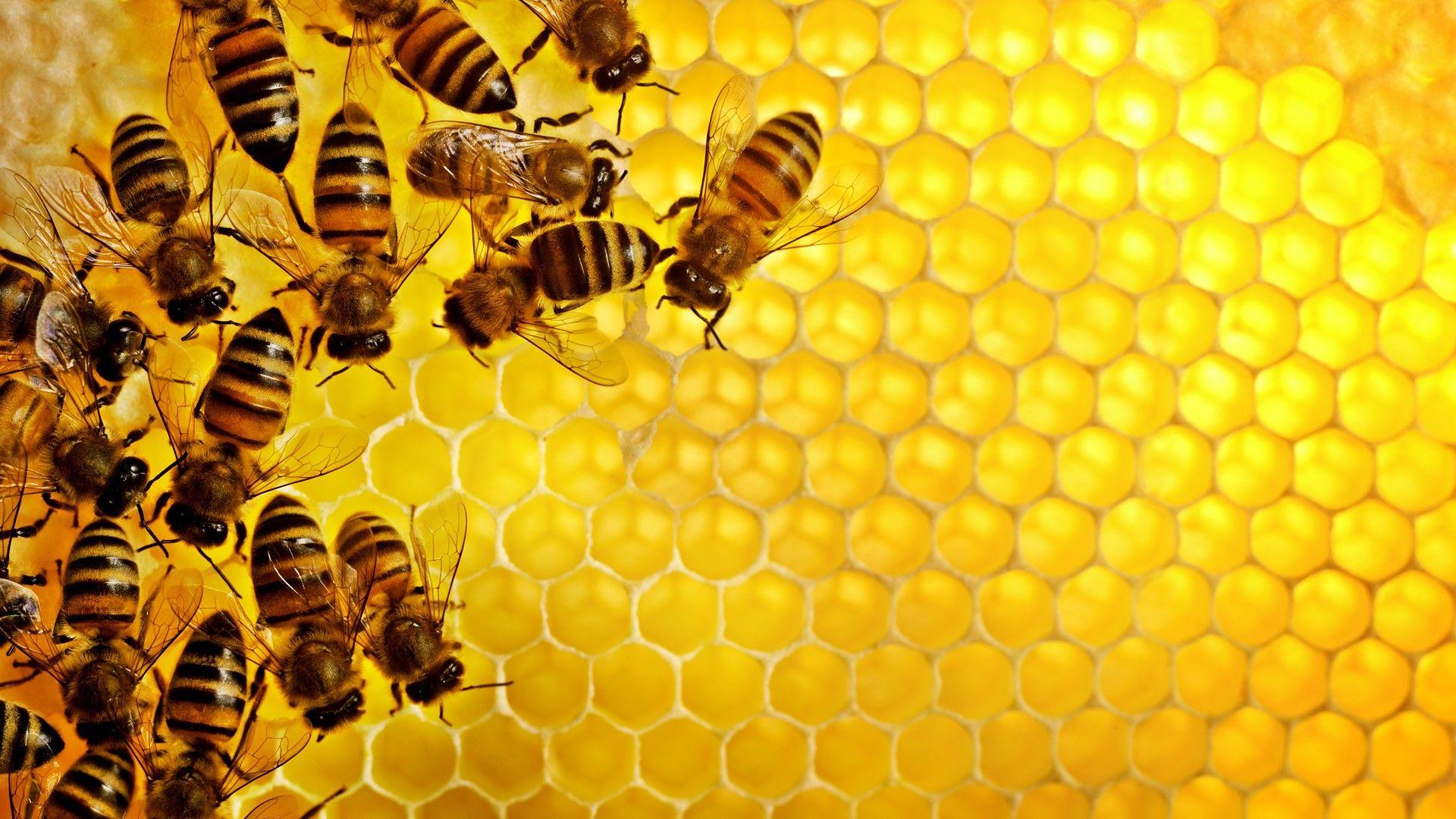 1920x1080 Honey Bee Wallpaper