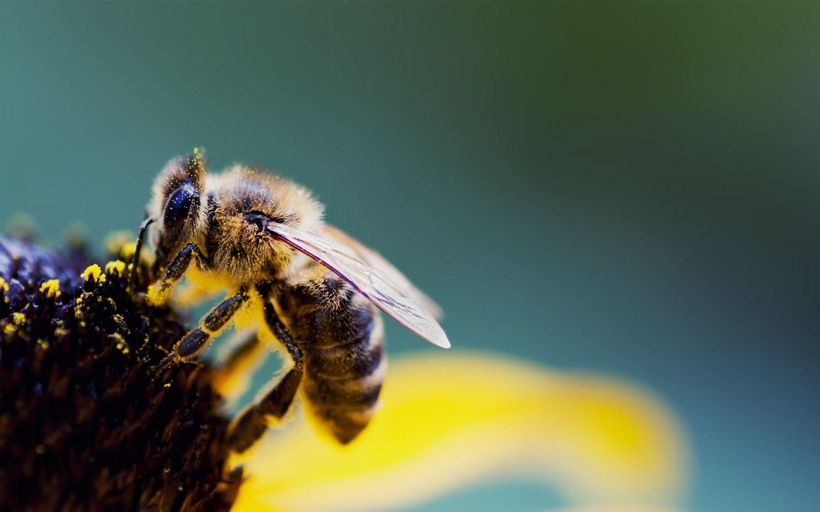 1600x1000 Latest Bee HD Wallpaper Image And Photo Free Download