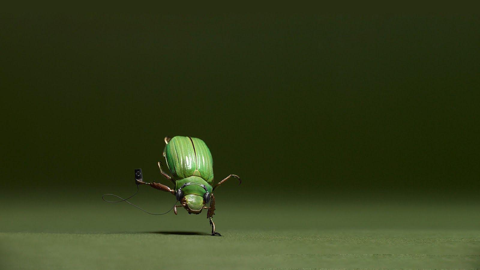 Bugs Wallpapers - Top Free Bugs Backgrounds - WallpaperAccess