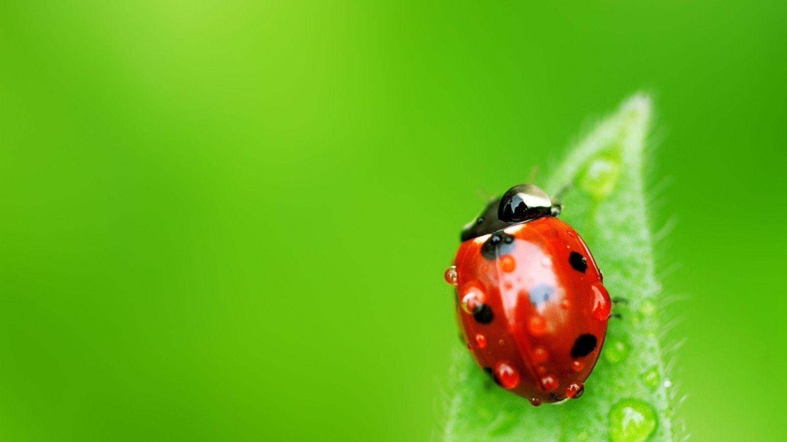 Three Bugs With Green Umbrellas HD Insects Fun Wallpaper