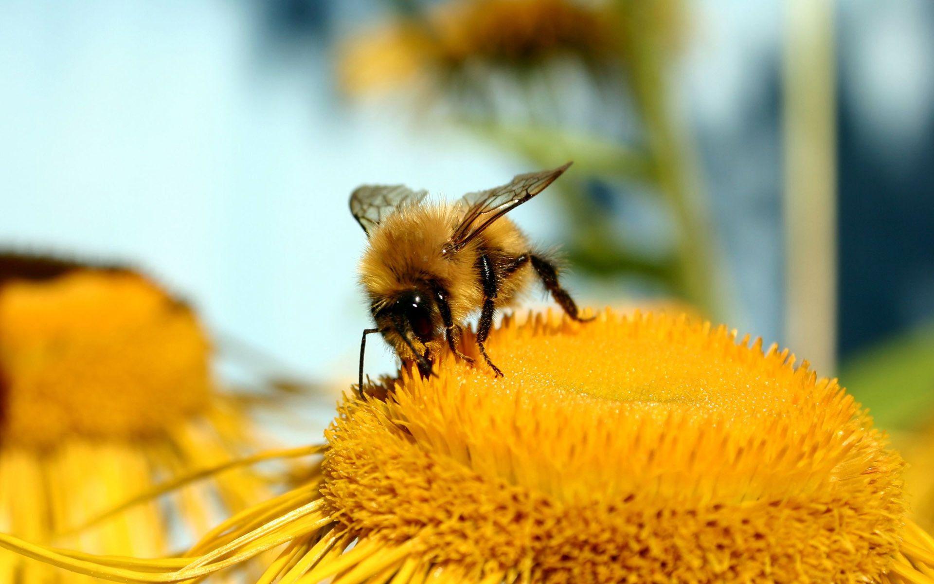 Bee Computer Wallpapers - Top Free Bee Computer Backgrounds ...