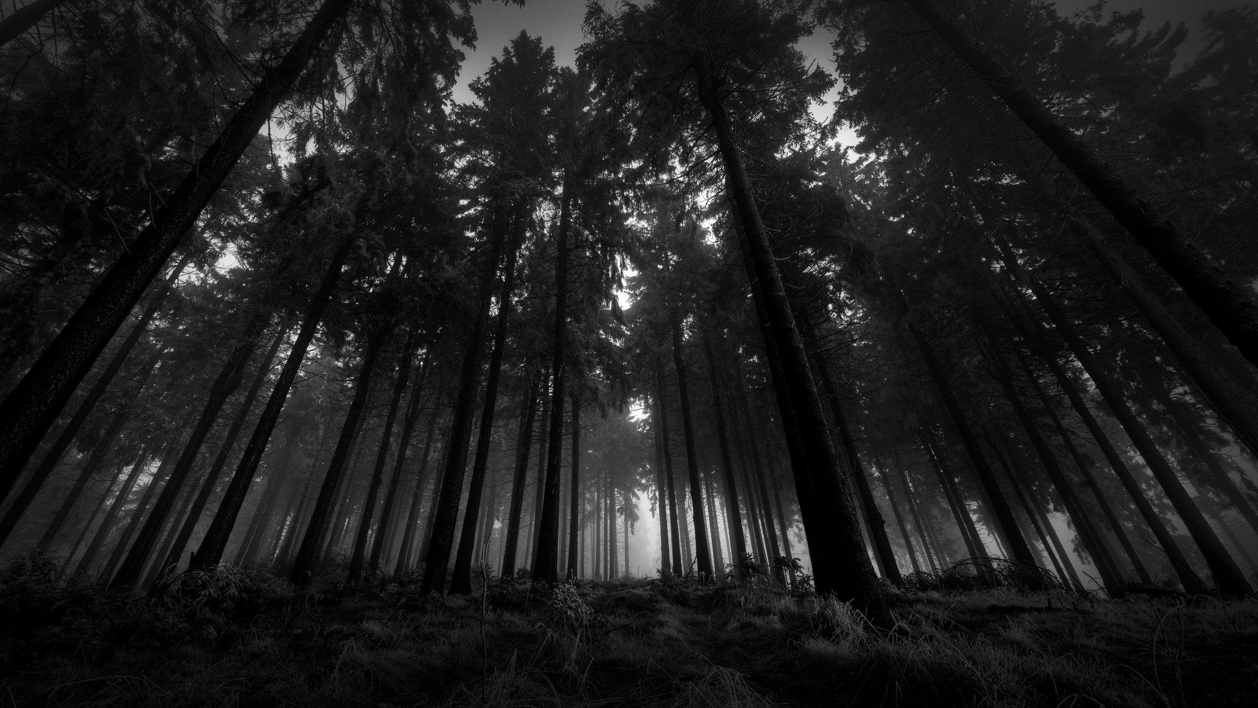 2560x1440 Download Free Black and White Forest Wallpaper