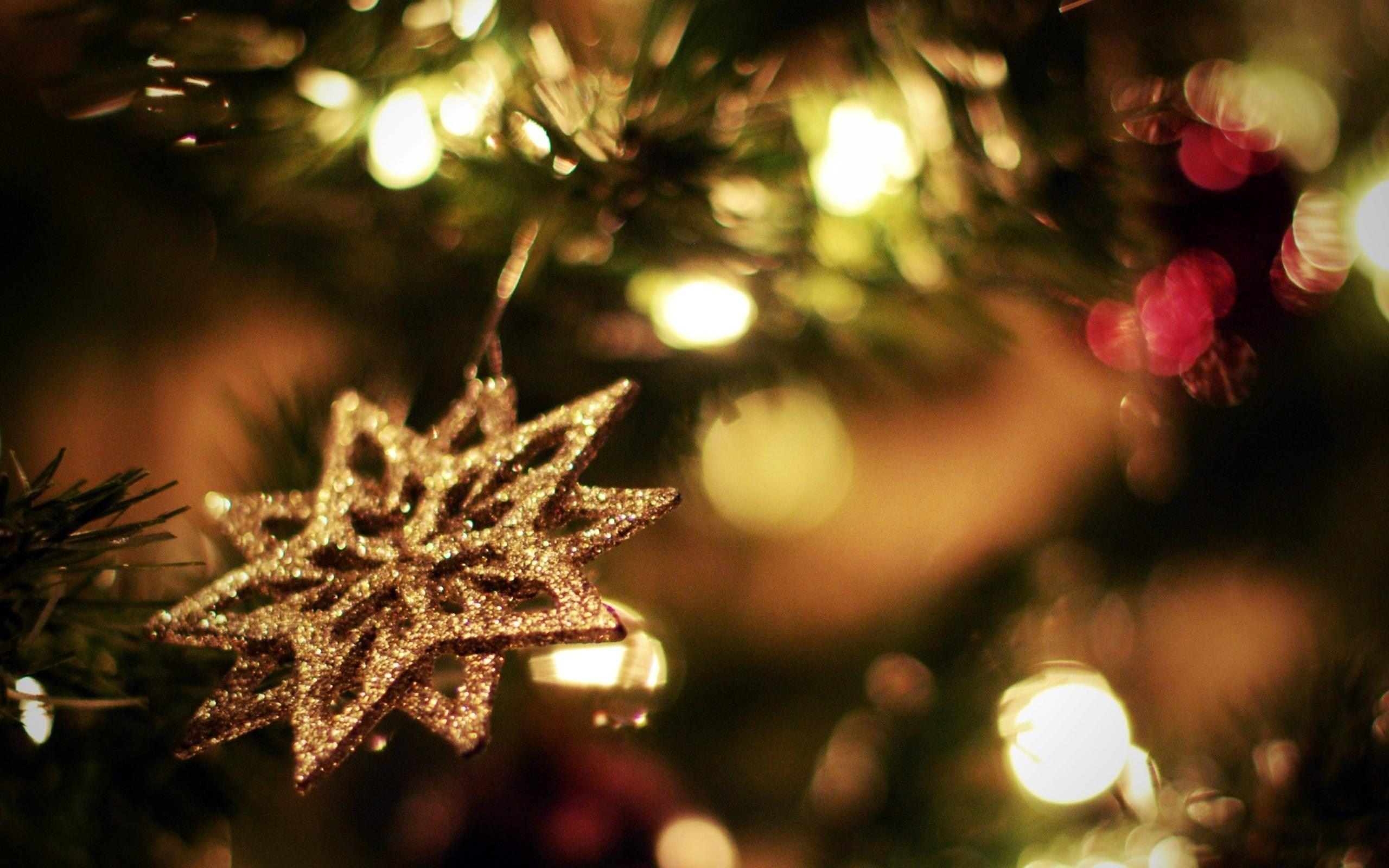 2560x1600 Christmas Trees Winter New Year wallpaperx1600