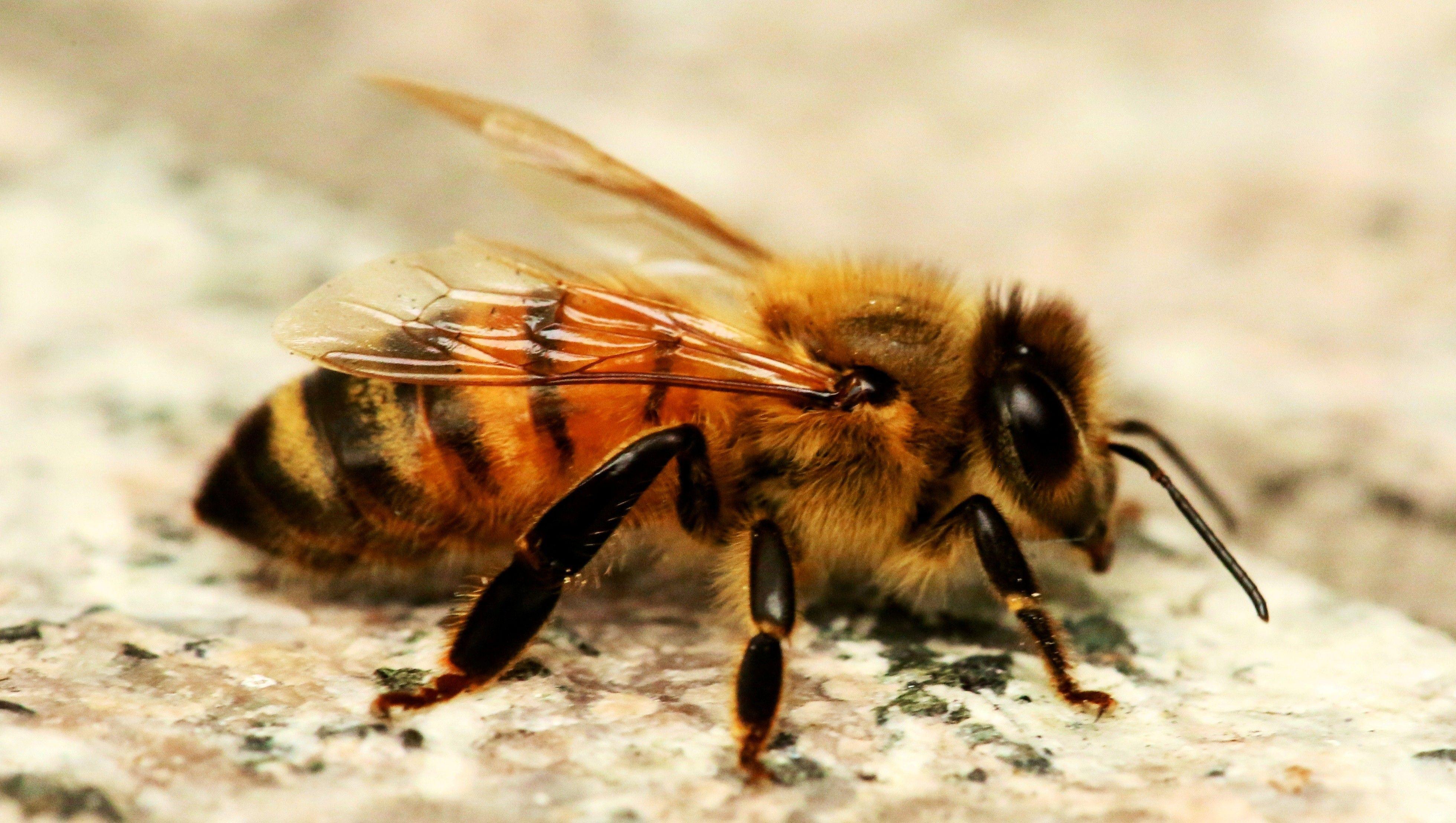 3920x2216 Bee Wallpaper PC PY7G2
