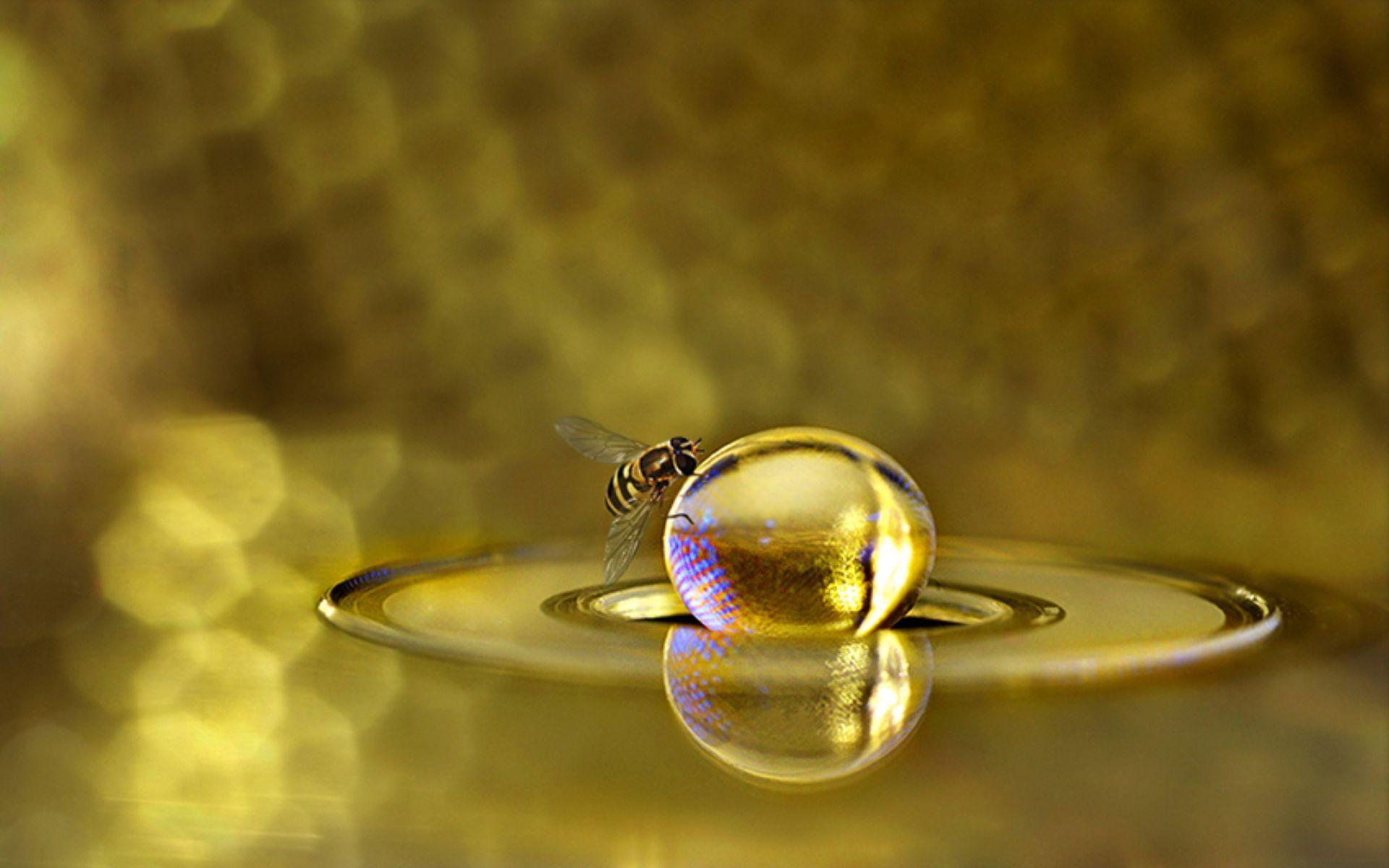 1920x1200 Bee Background. Bee Wallpaper