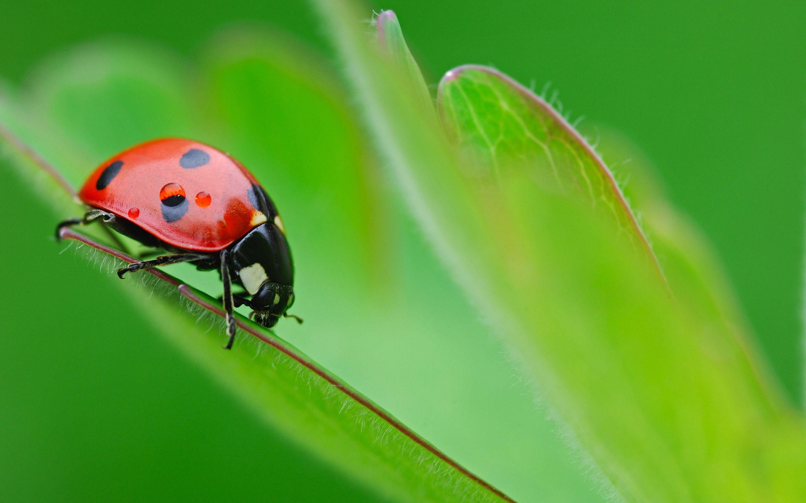 2560x1600 Ladybug HD Wallpaper and Background Image