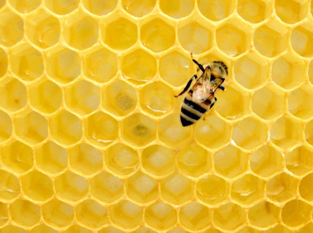 1080x805 Bee Picture. Download Free Image