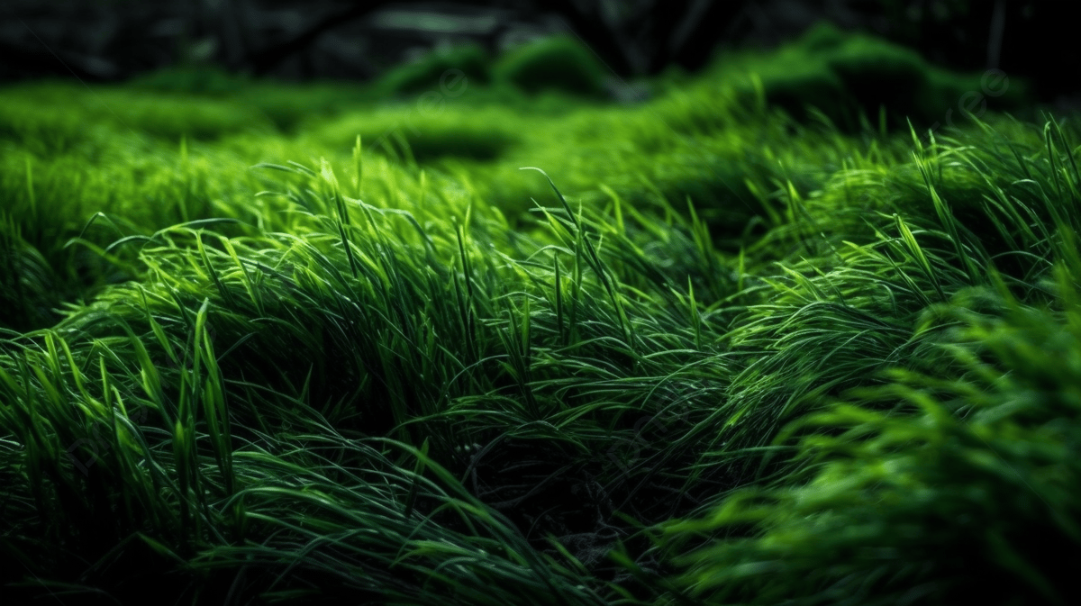 Dark Grass Wallpapers - Top Free Dark Grass Backgrounds - WallpaperAccess