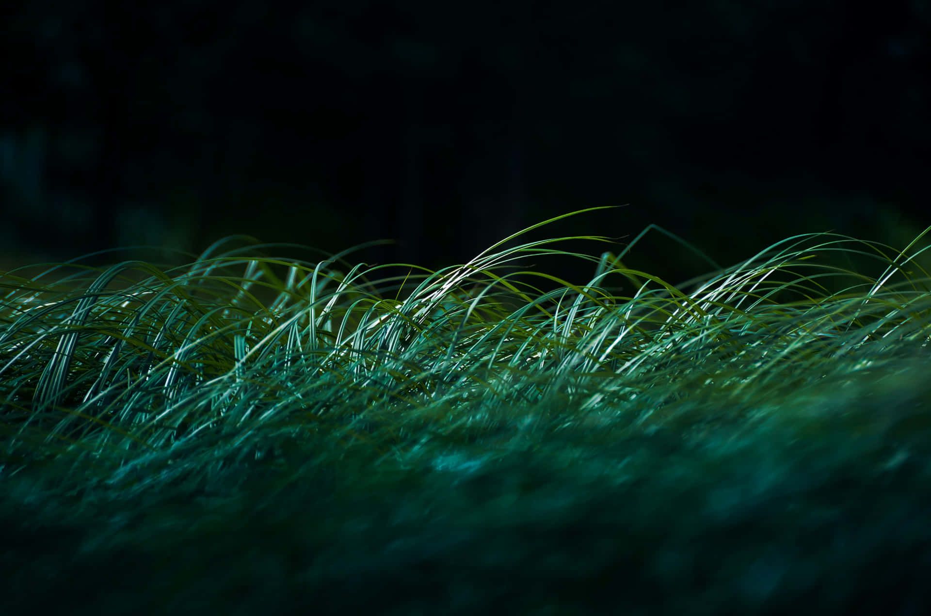 Dark Grass Wallpapers - Top Free Dark Grass Backgrounds - WallpaperAccess