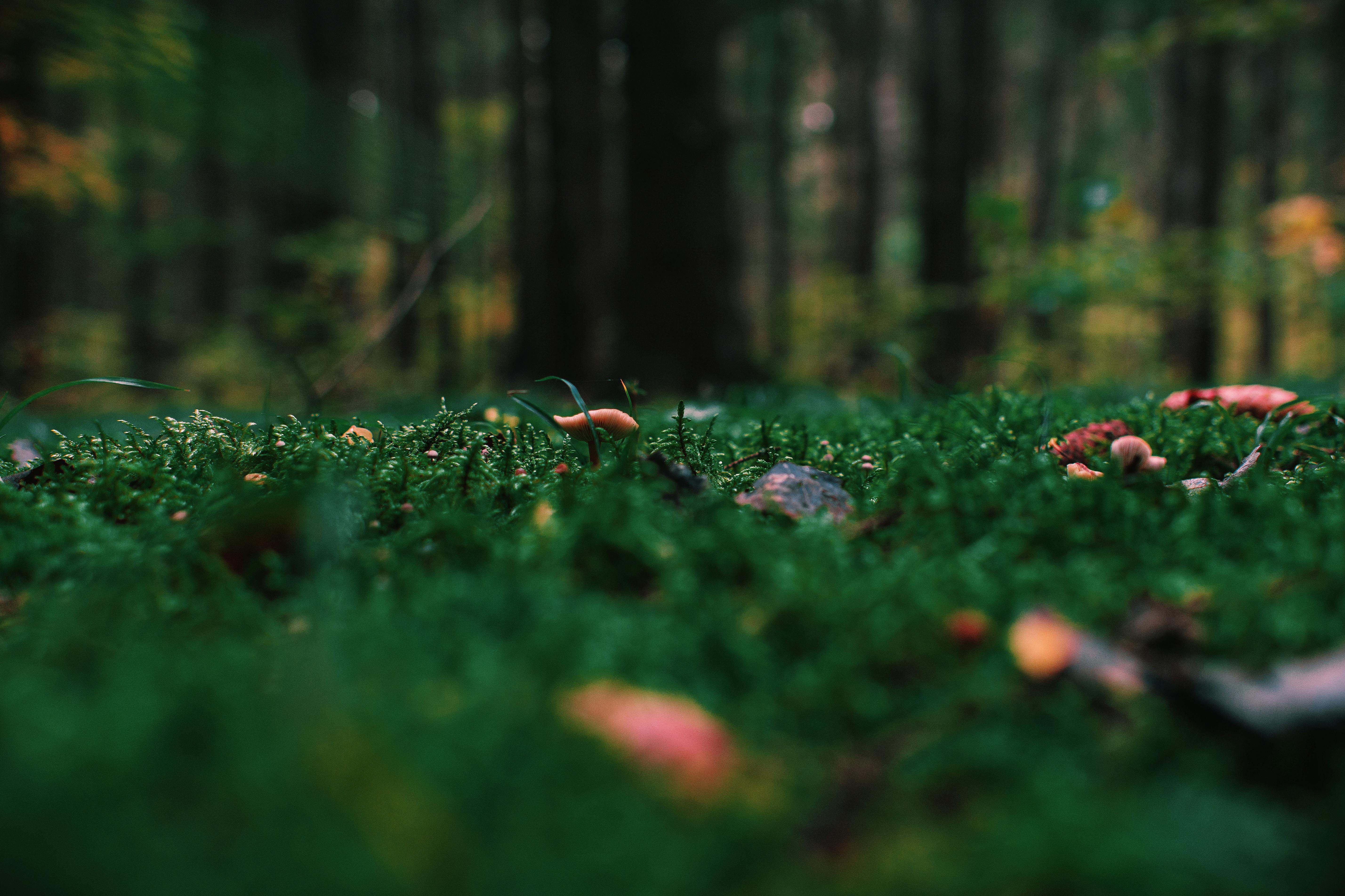 5714x3809 Grass Background Photo, Download
