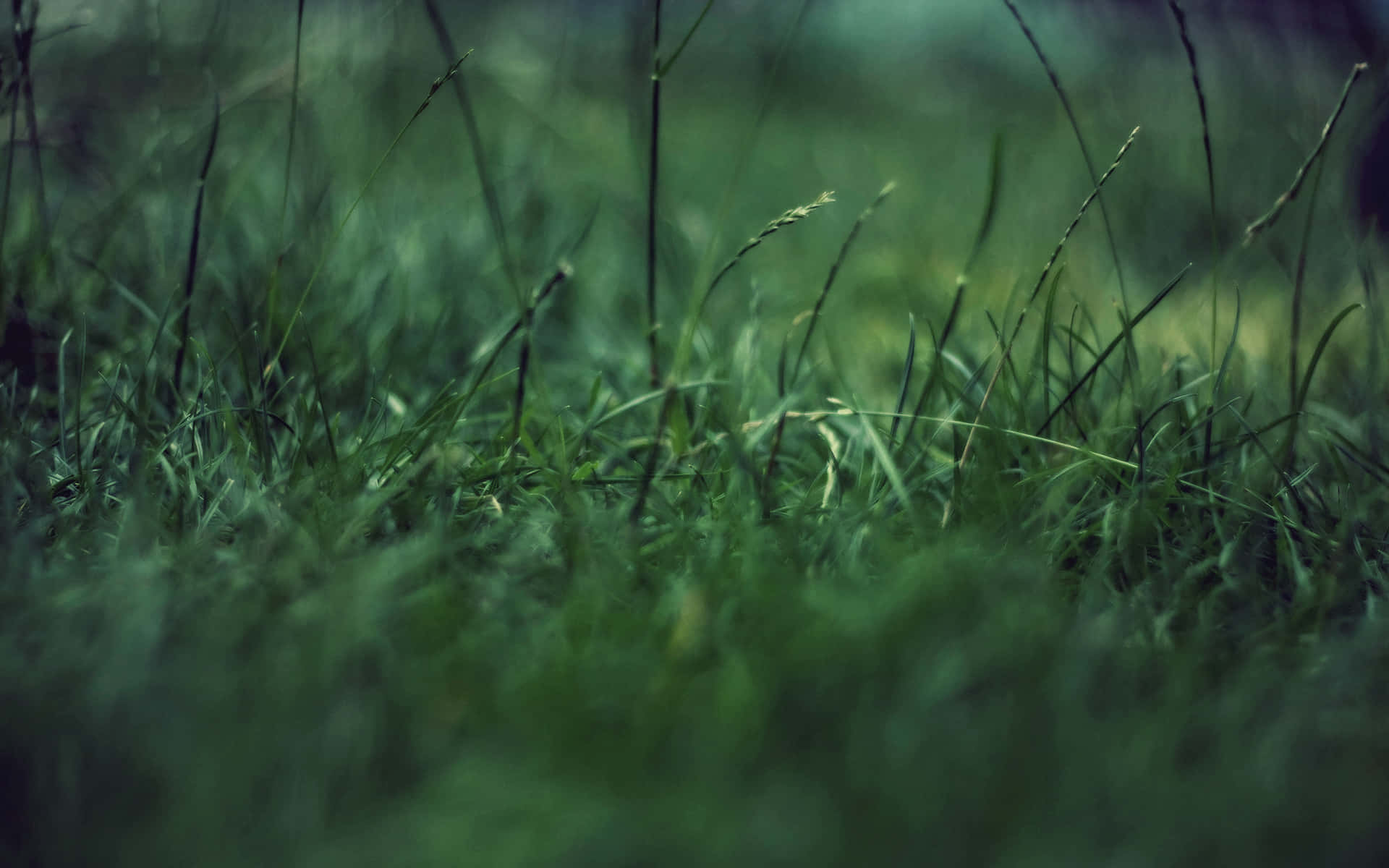 1920x1200 Green Grass