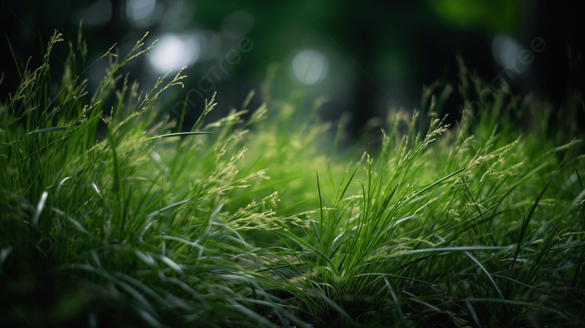 1200x673 Close Up Of Green Grass In A Dark Area