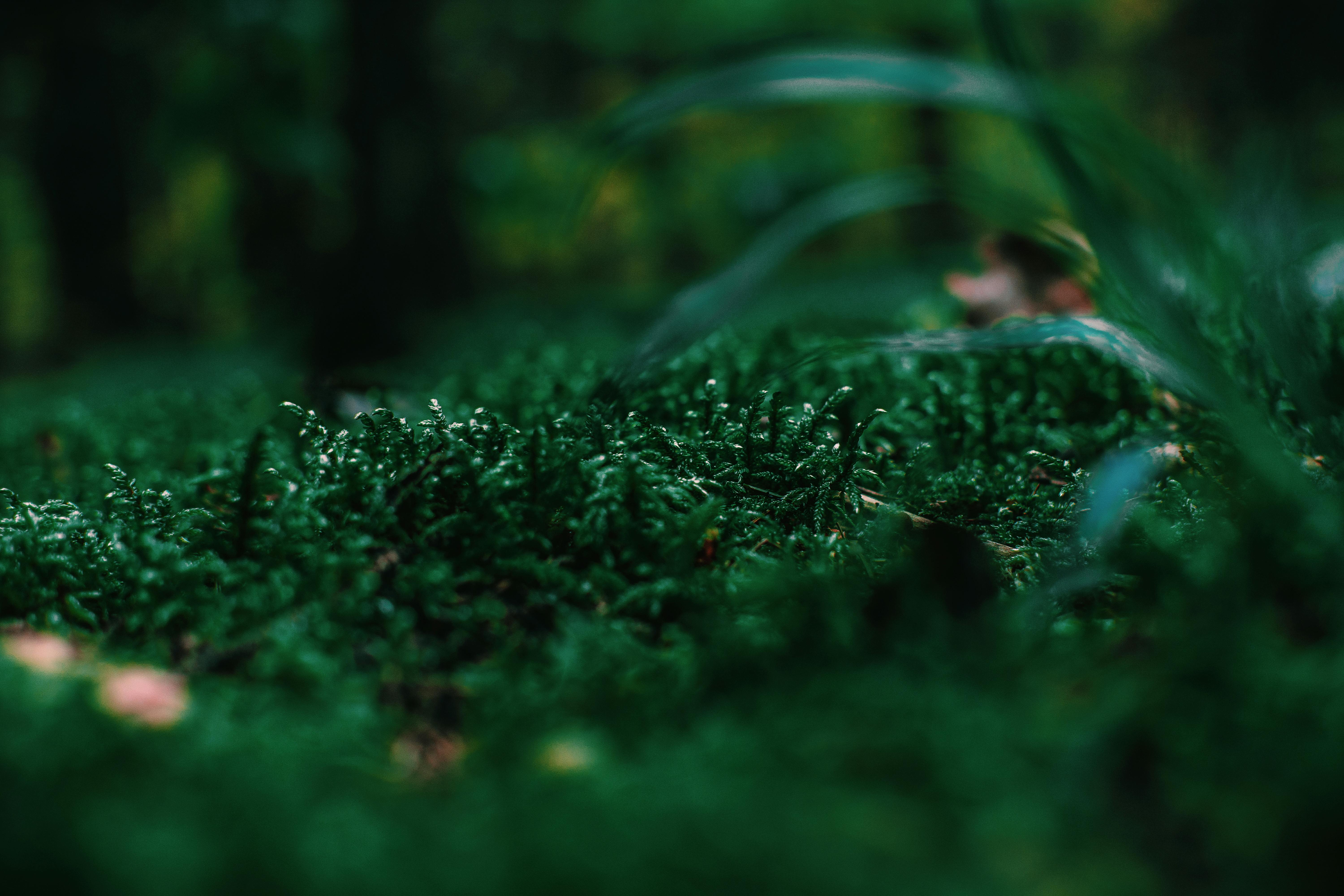6000x4000 Closeup Photo of Green Grass · Free