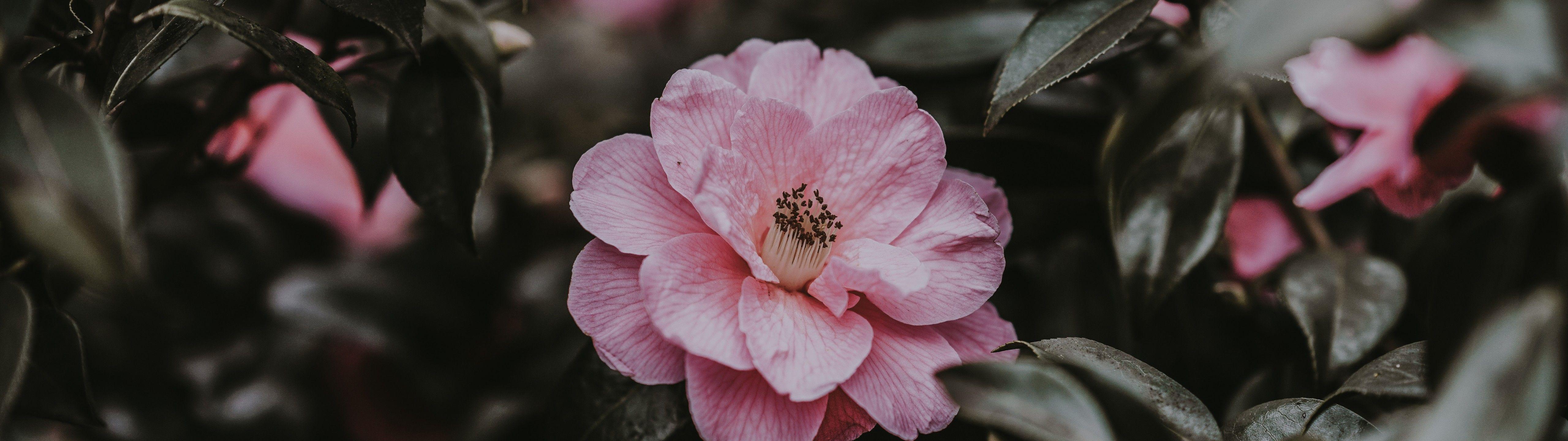 5120x1440 Wallpaper Wild rose, Flower, Bush, Pink 5120x1440