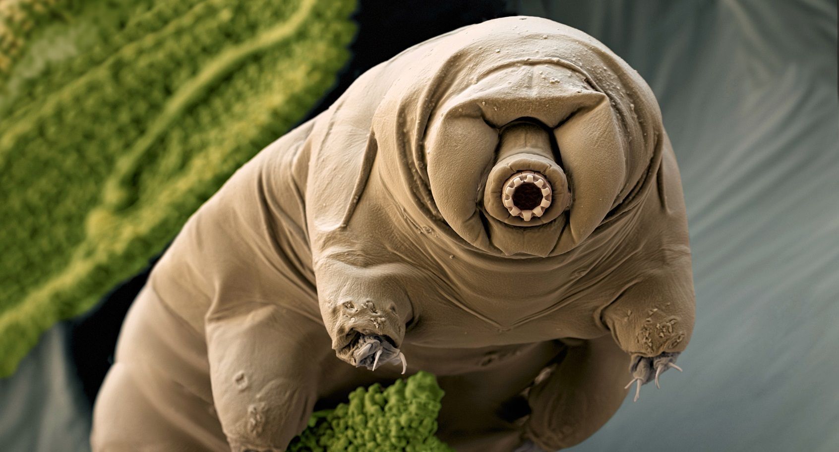 1692x912 Water Bears Wallpaper