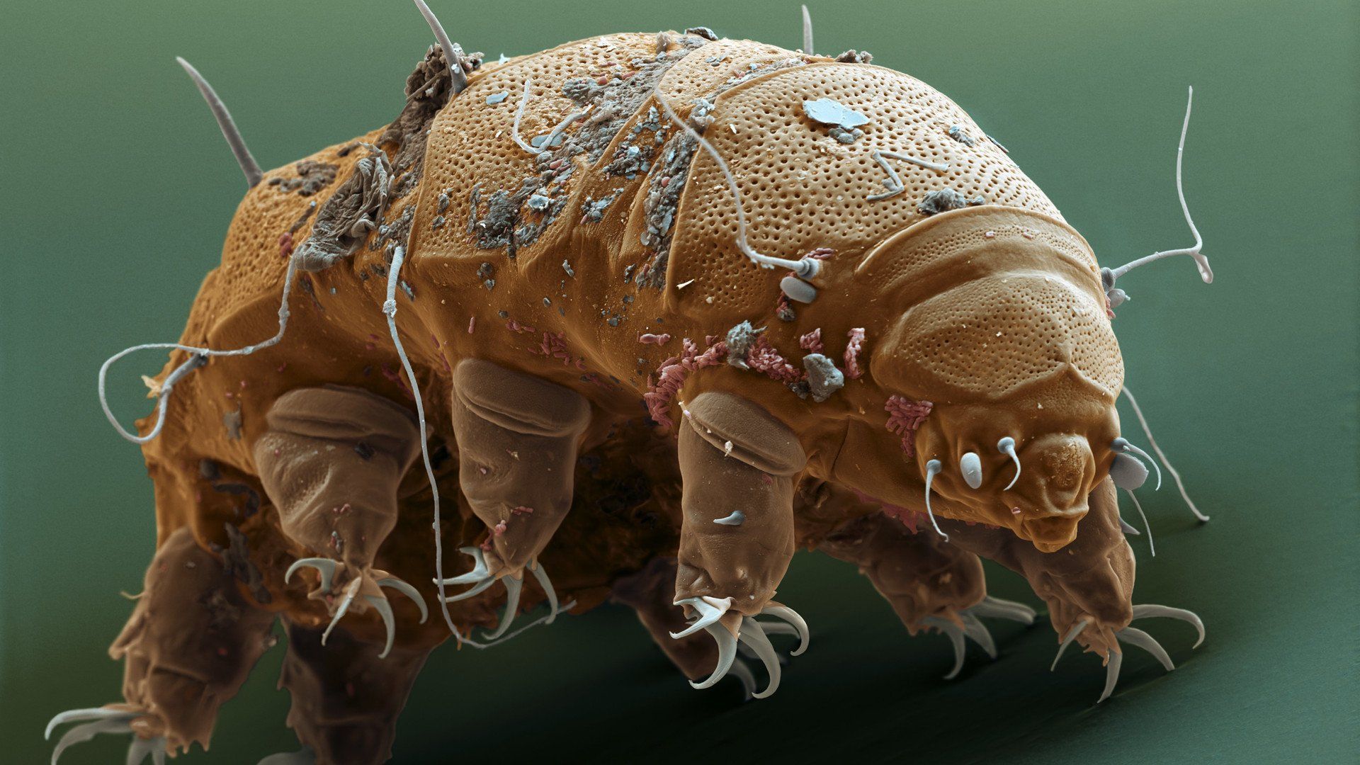1920x1080 Microbiology from A to Z explained