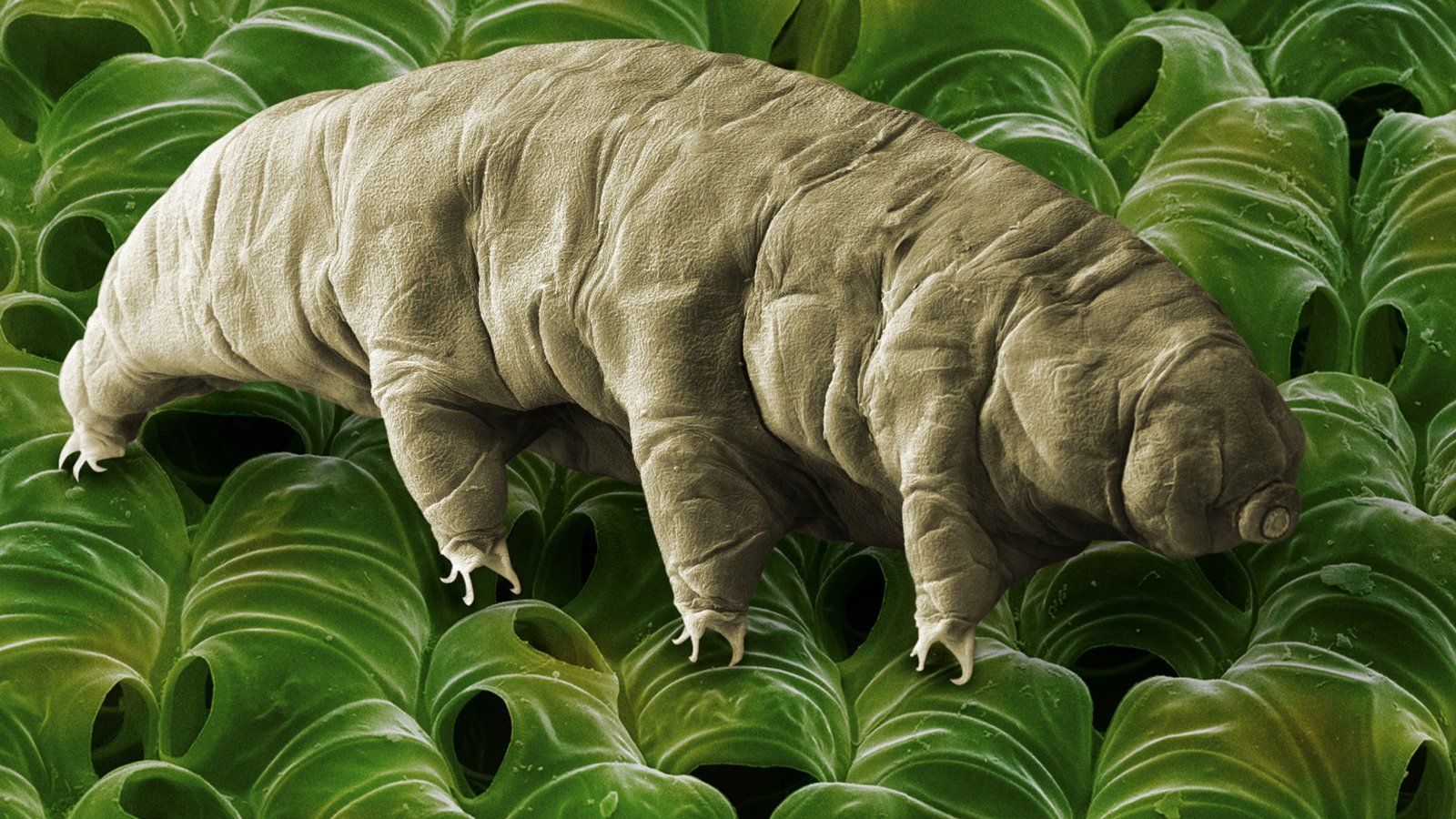 1600x900 How a Water Bear Survives, Even When It