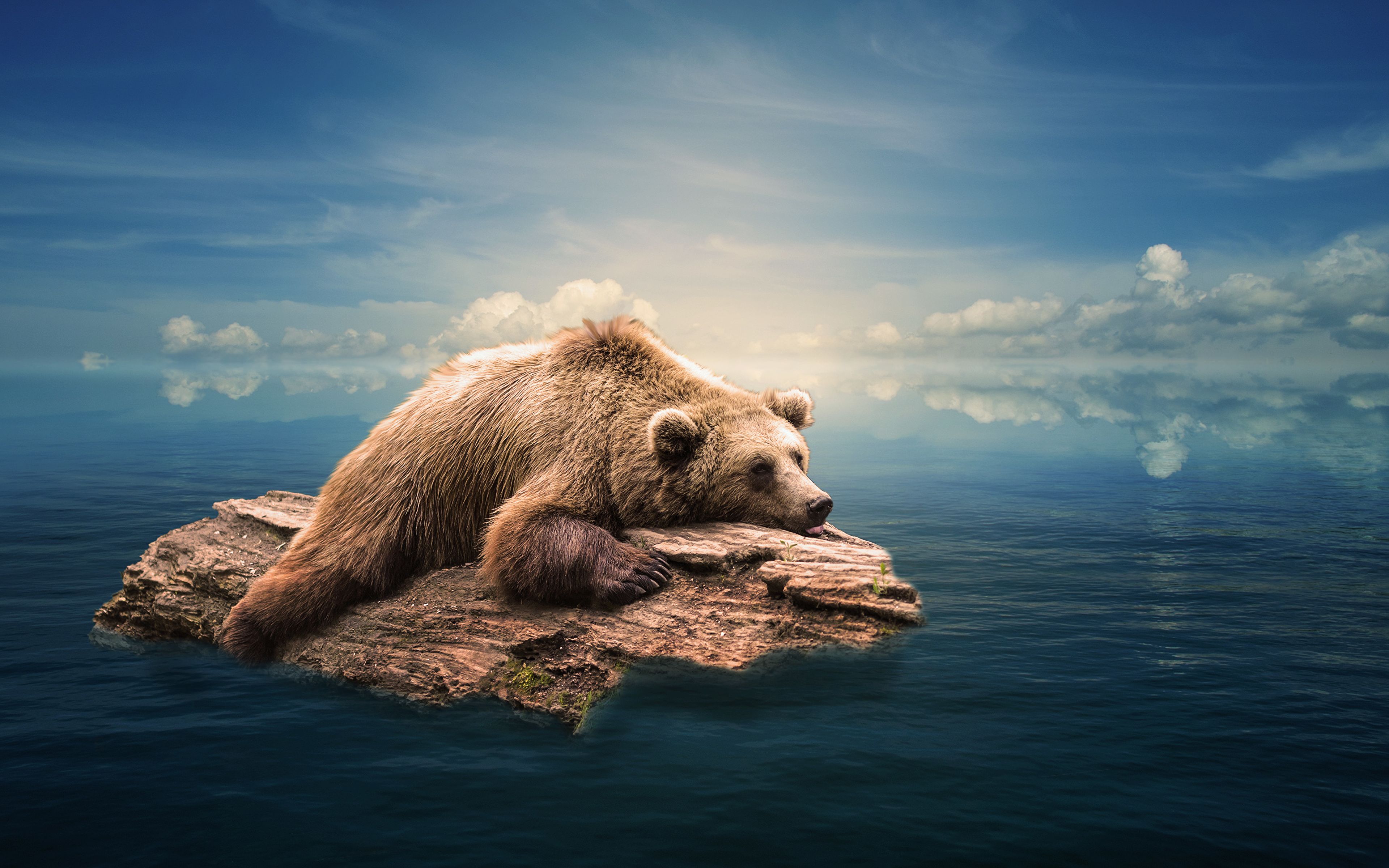 3840x2400 Desktop Wallpaper Animals Grizzly bear