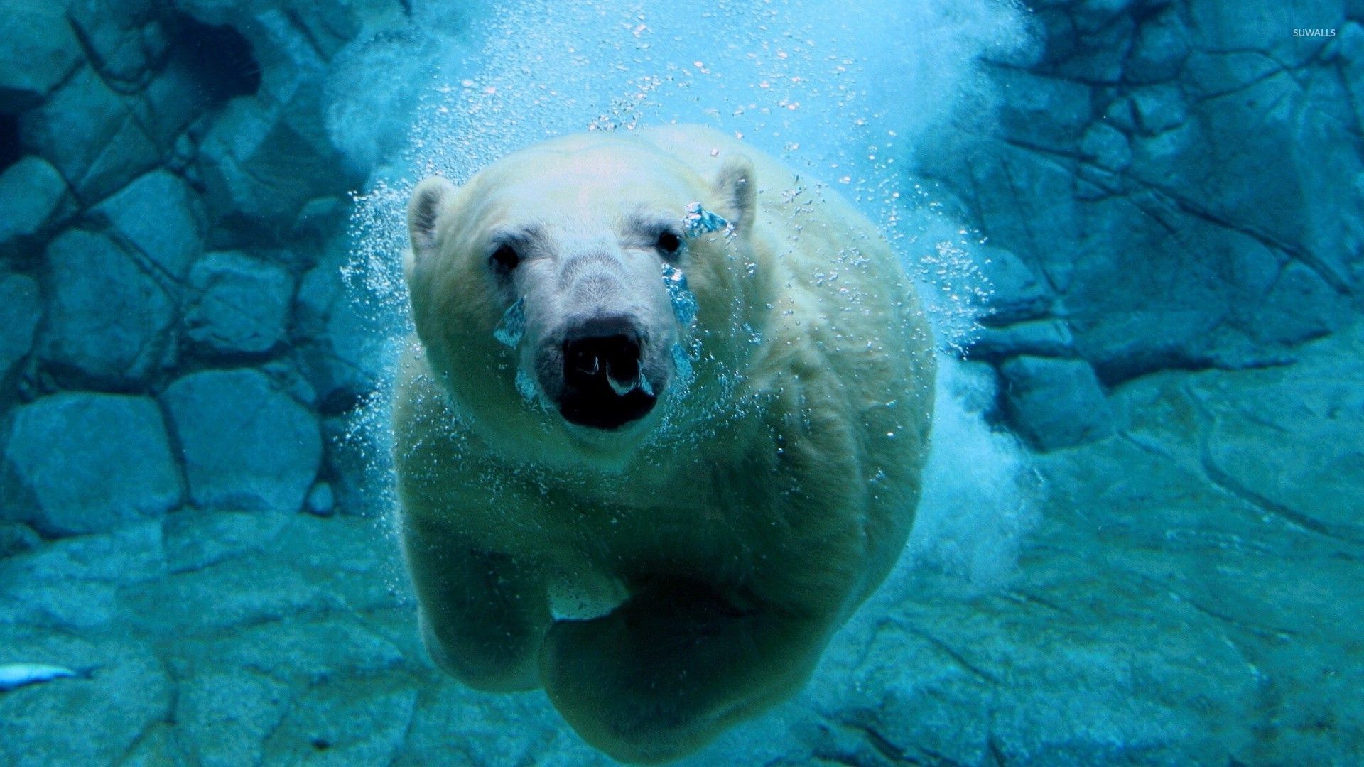 1920x1080 Polar bear swimming under water