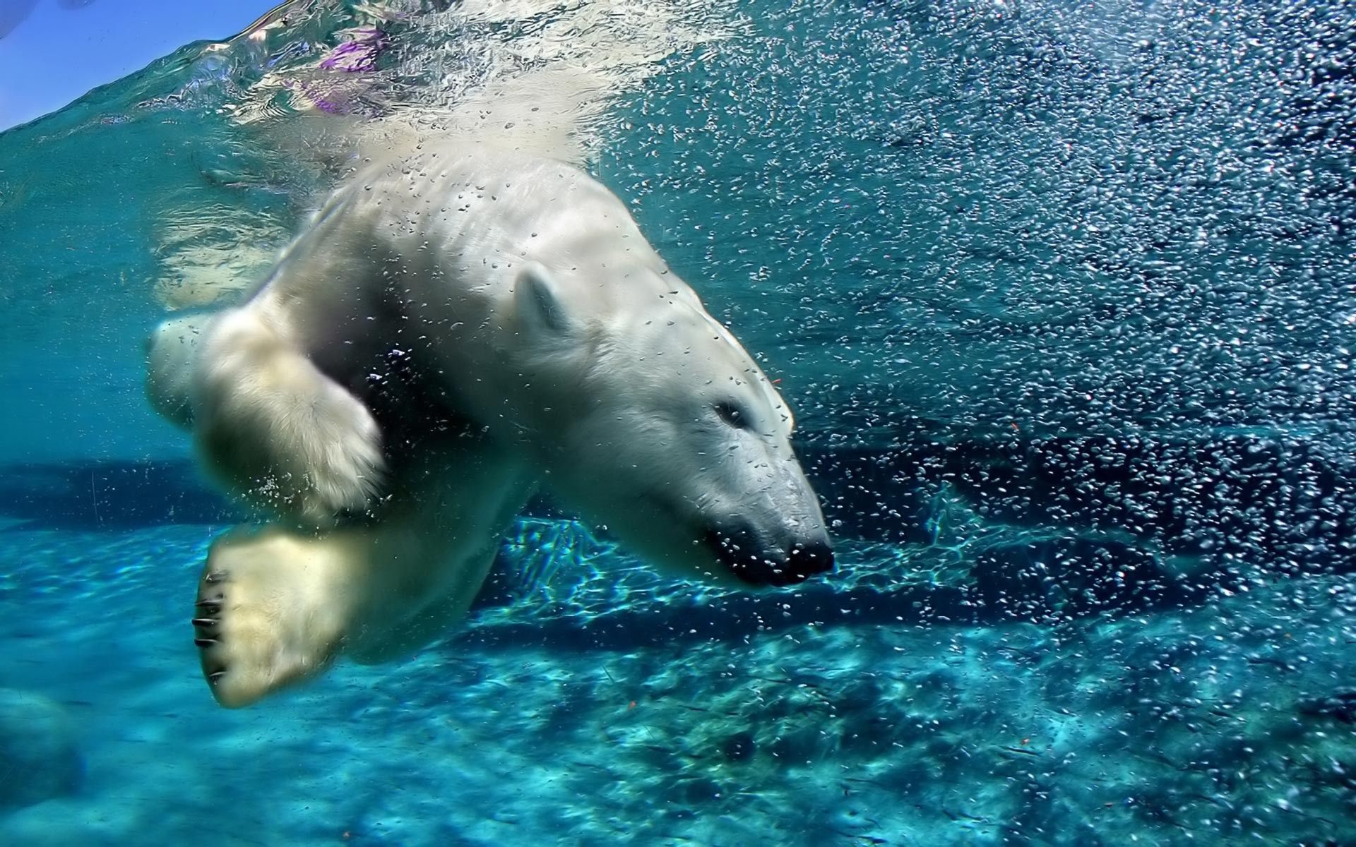 1920x1200 HD desktop wallpaper: Animals, Water