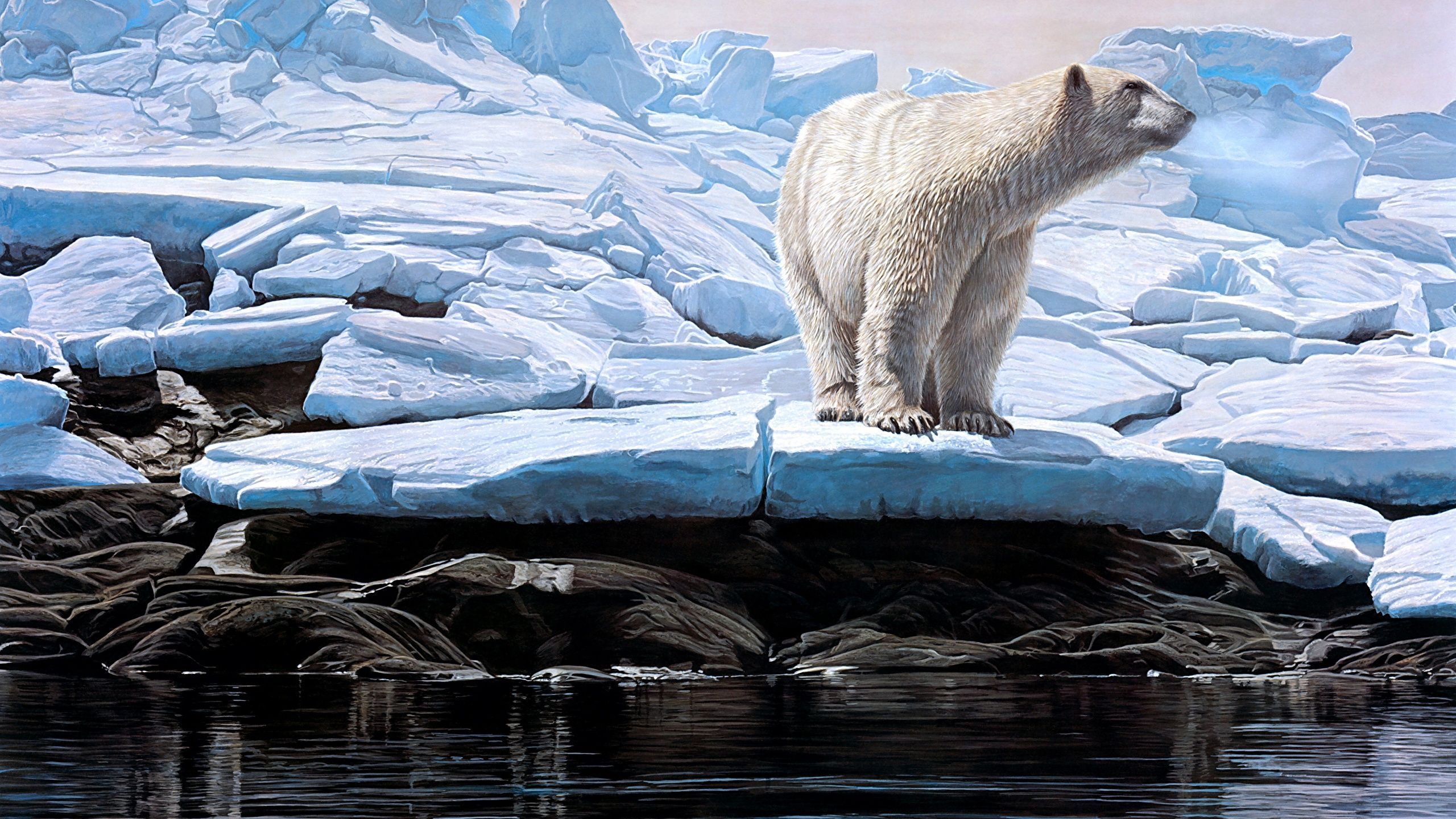 2560x1440 Desktop Wallpaper Polar bears Bears
