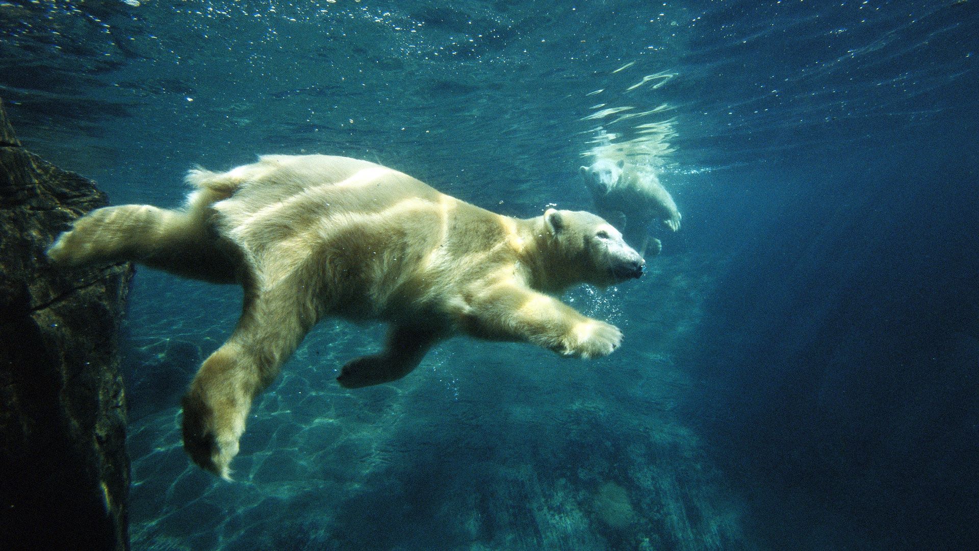 1920x1080 Download wallpaper 1920x1080 polar bear