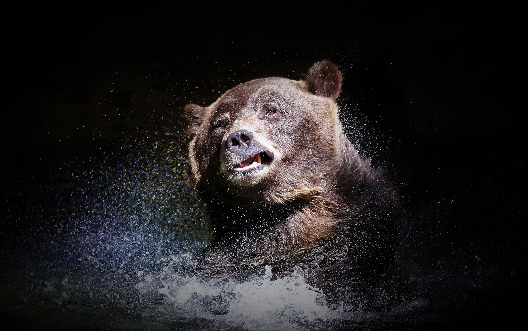 2048x1285 Animal Bear HD Wallpaper