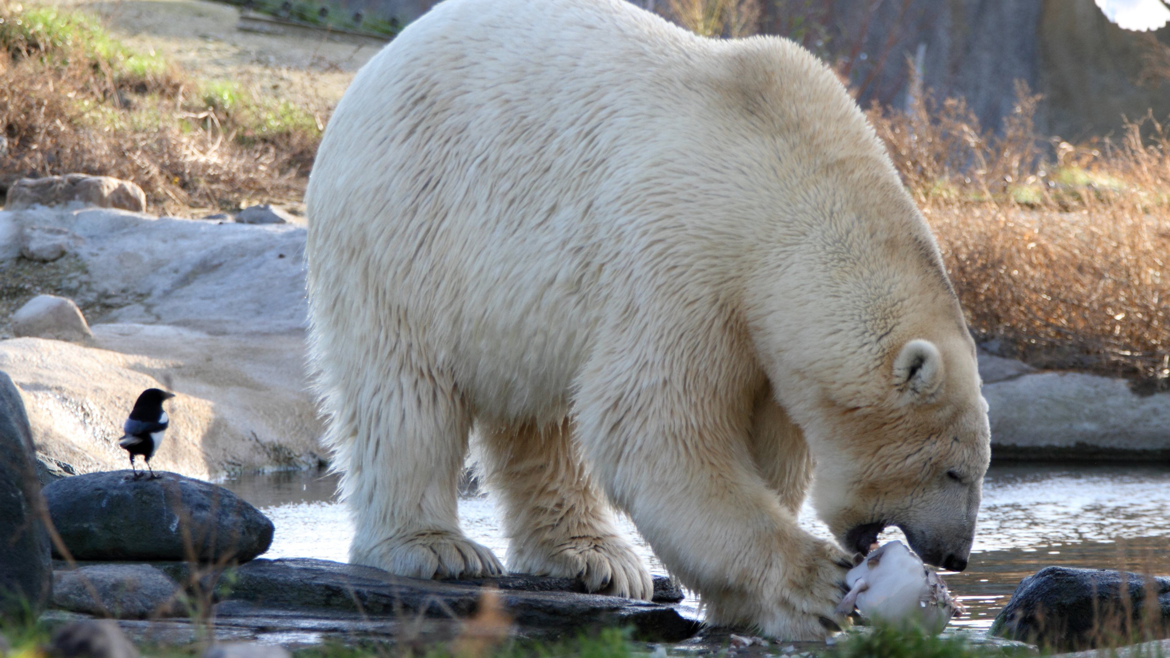 3840x2160 Bird, Bear, Animal, Polar Bear
