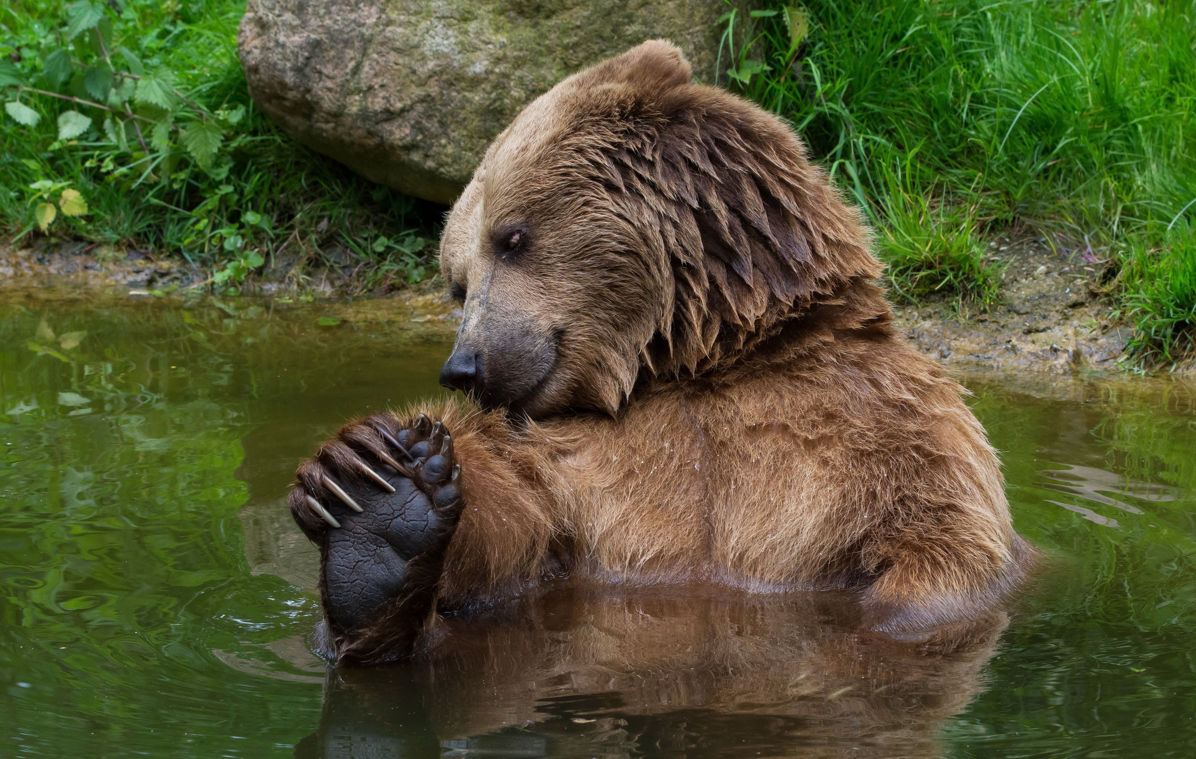 4000x2540 Animal Bear 4k Ultra HD Wallpaper