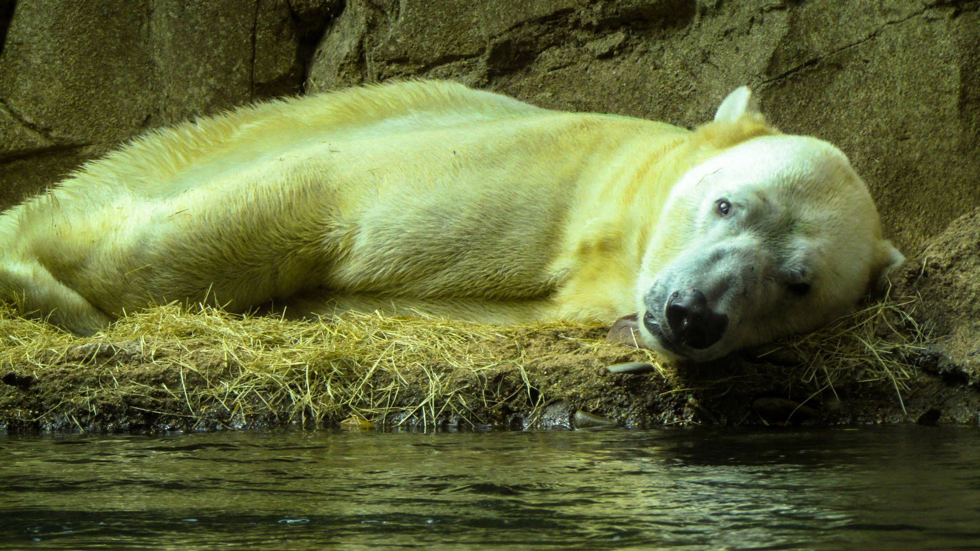 1920x1080 Polar Bear HD Wallpaper & Background