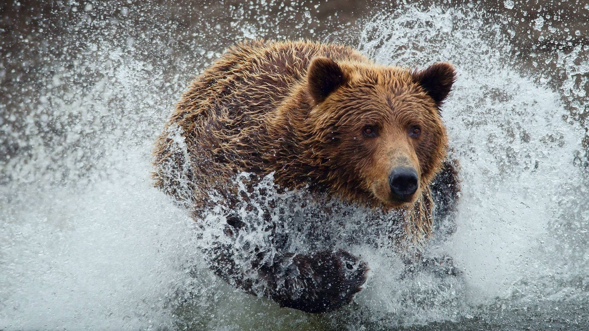 1920x1080 Brown Bear Water Splash Wallpaper