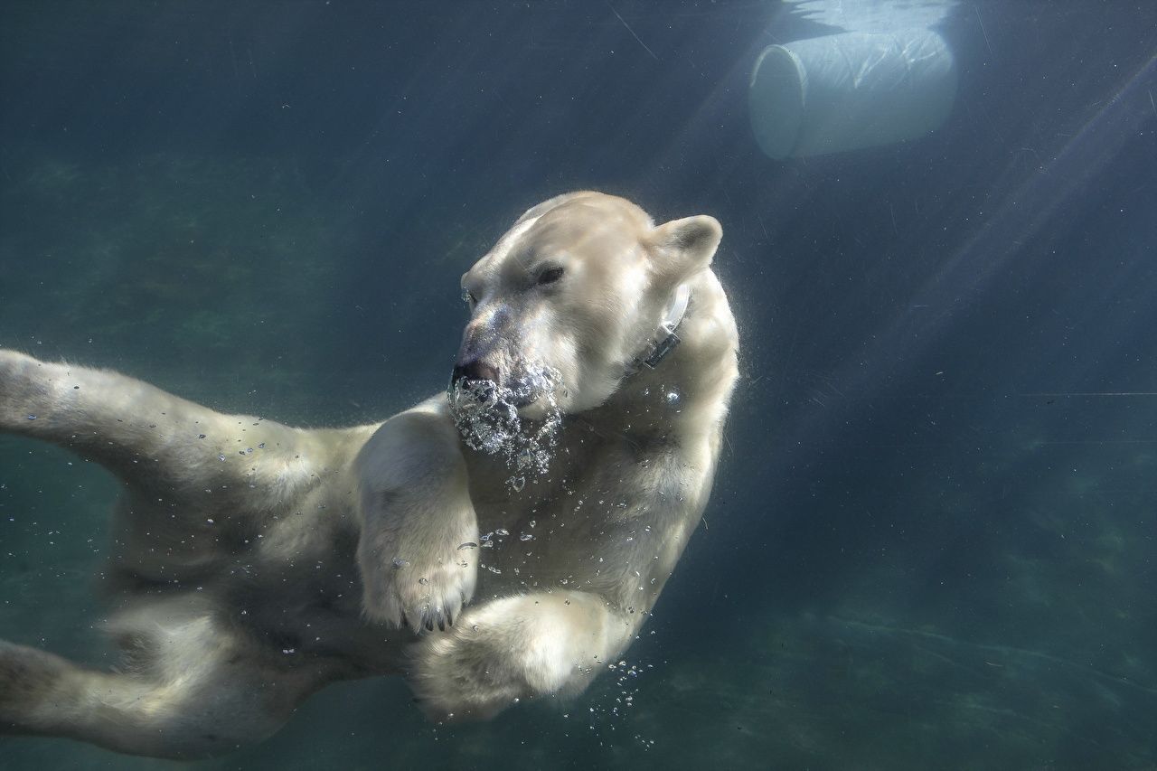 1280x853 animal Polar bears Underwater world