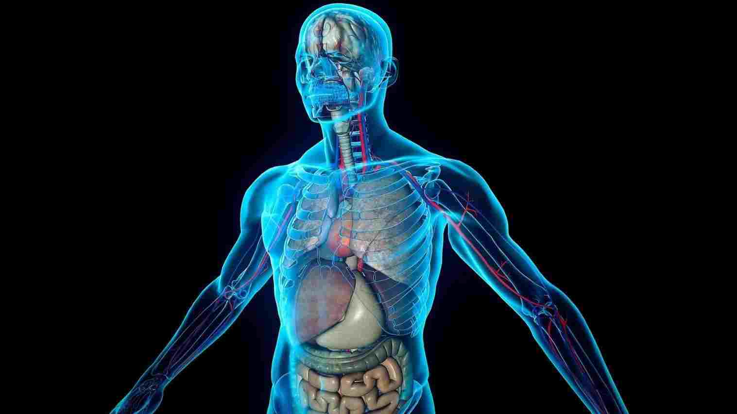 1517x853 Human All Body HD Wallpaper. Diagram Of Anatomy