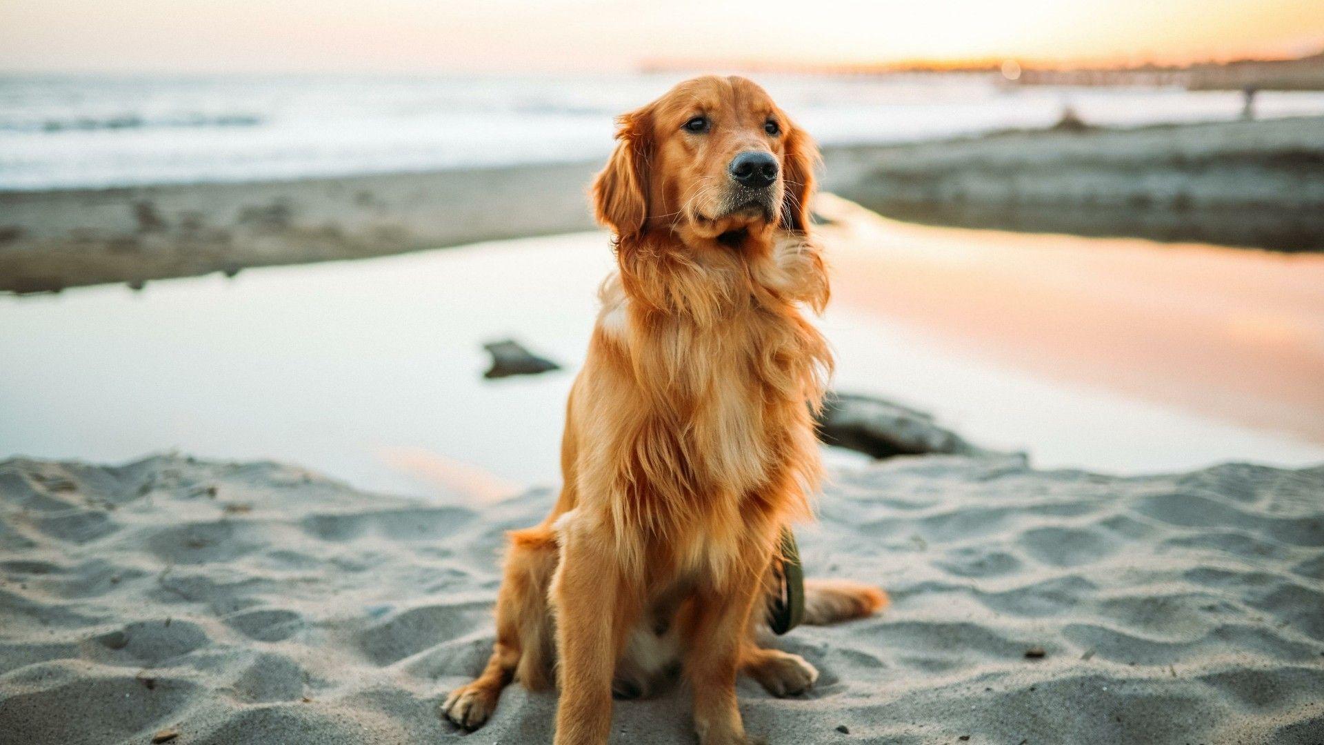 Golden Retriever Wallpaper Hd