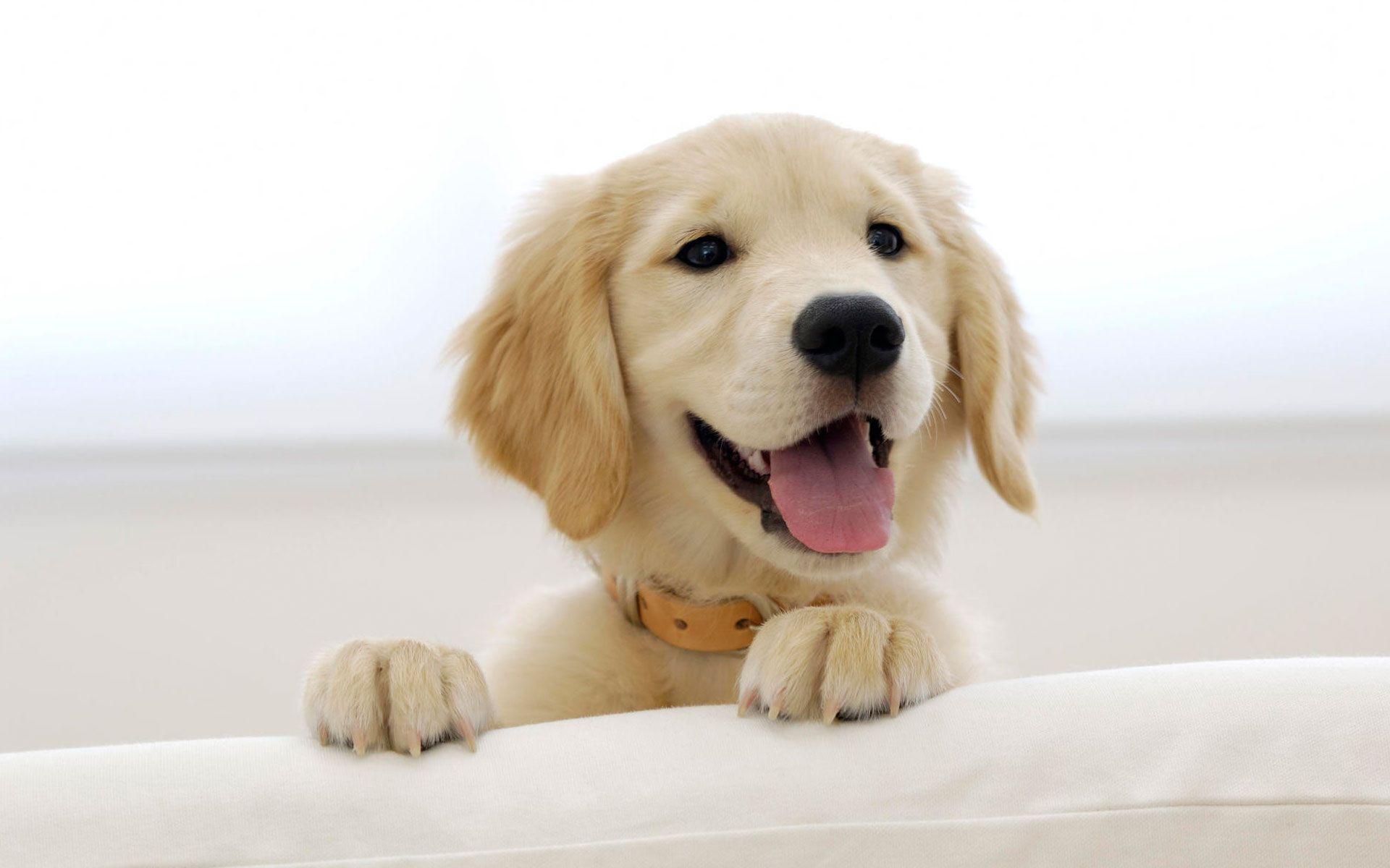1920x1200 Golden Retriever Wallpaper