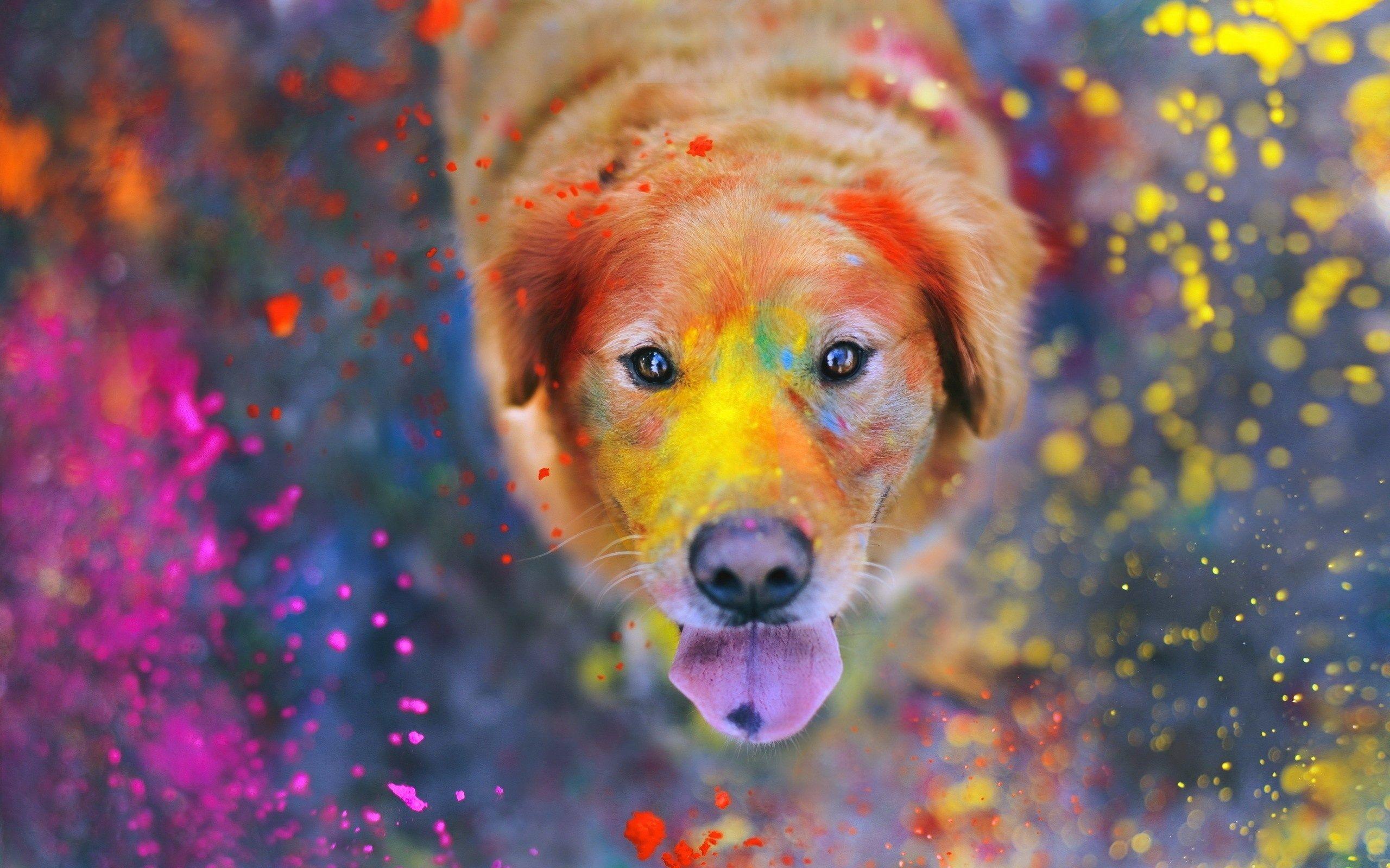 2560x1600 Golden Retriever HD Wallpaper