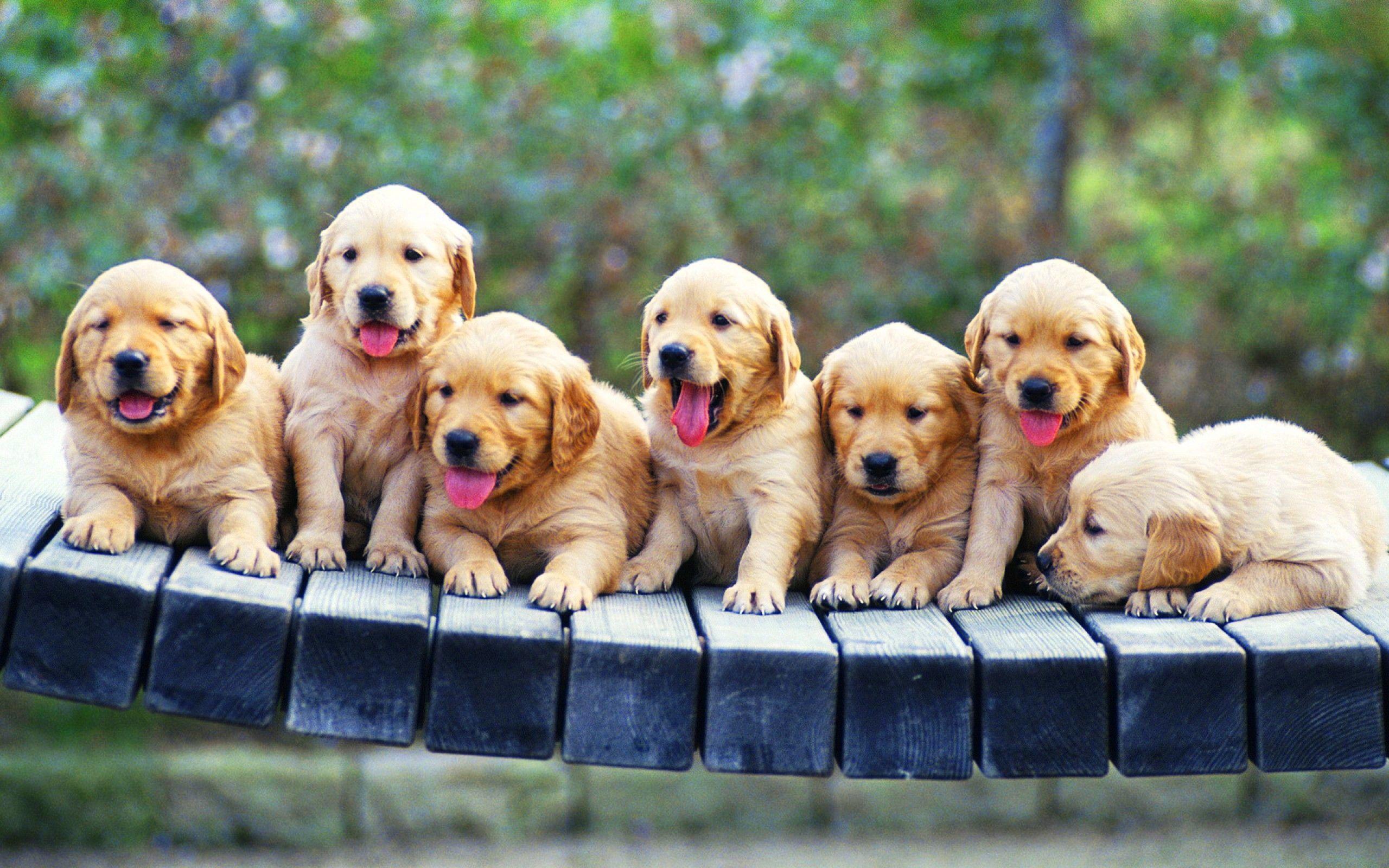 black golden retriever puppy