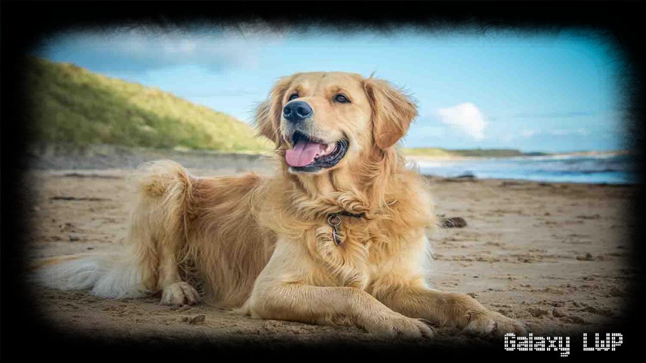 1280x720 Golden Retriever Wallpaper for Android